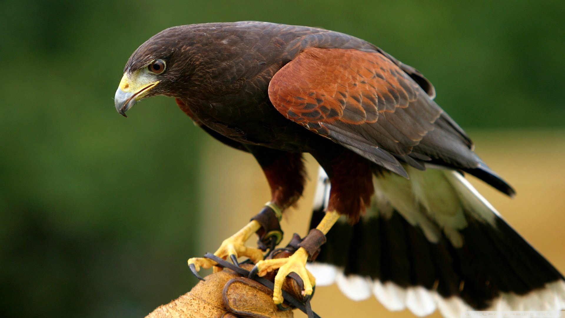 ptak orzeł gałąź dziób natura