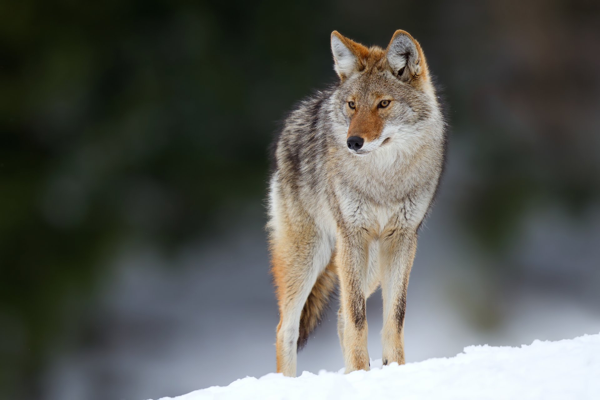 coyote snow eyes bokeh