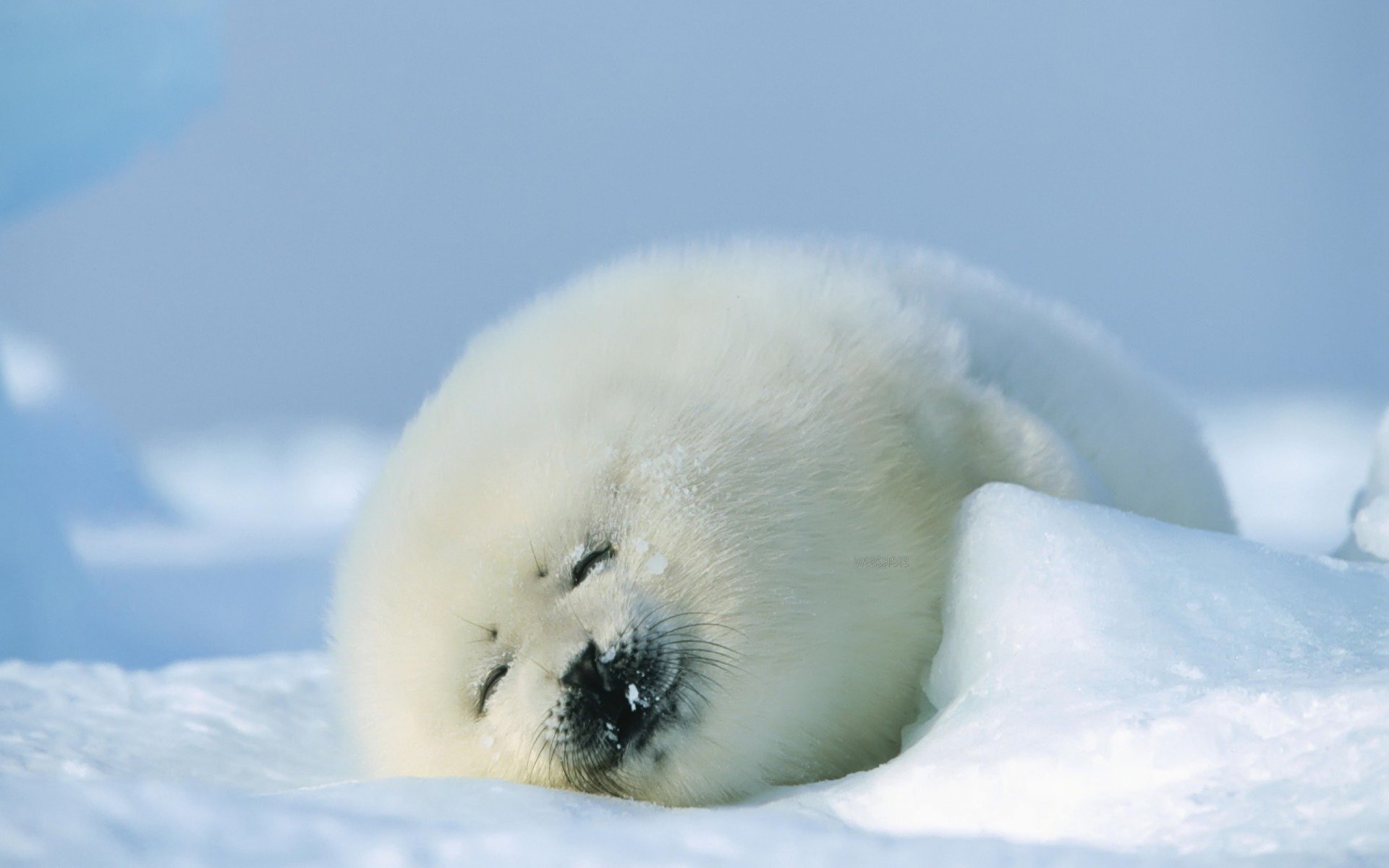 carino inverno peloso