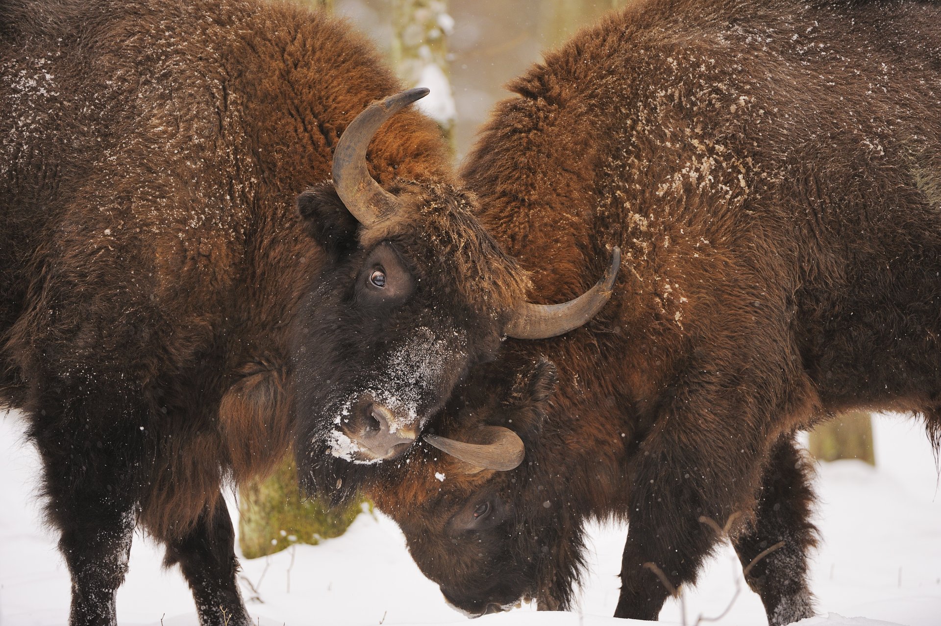 bison kampf kampf kampf kampf zusammenstoß konfrontation bialowieza-wald gebiet des polnischen nationalparks bialowieza-nationalpark 23. februar 2009