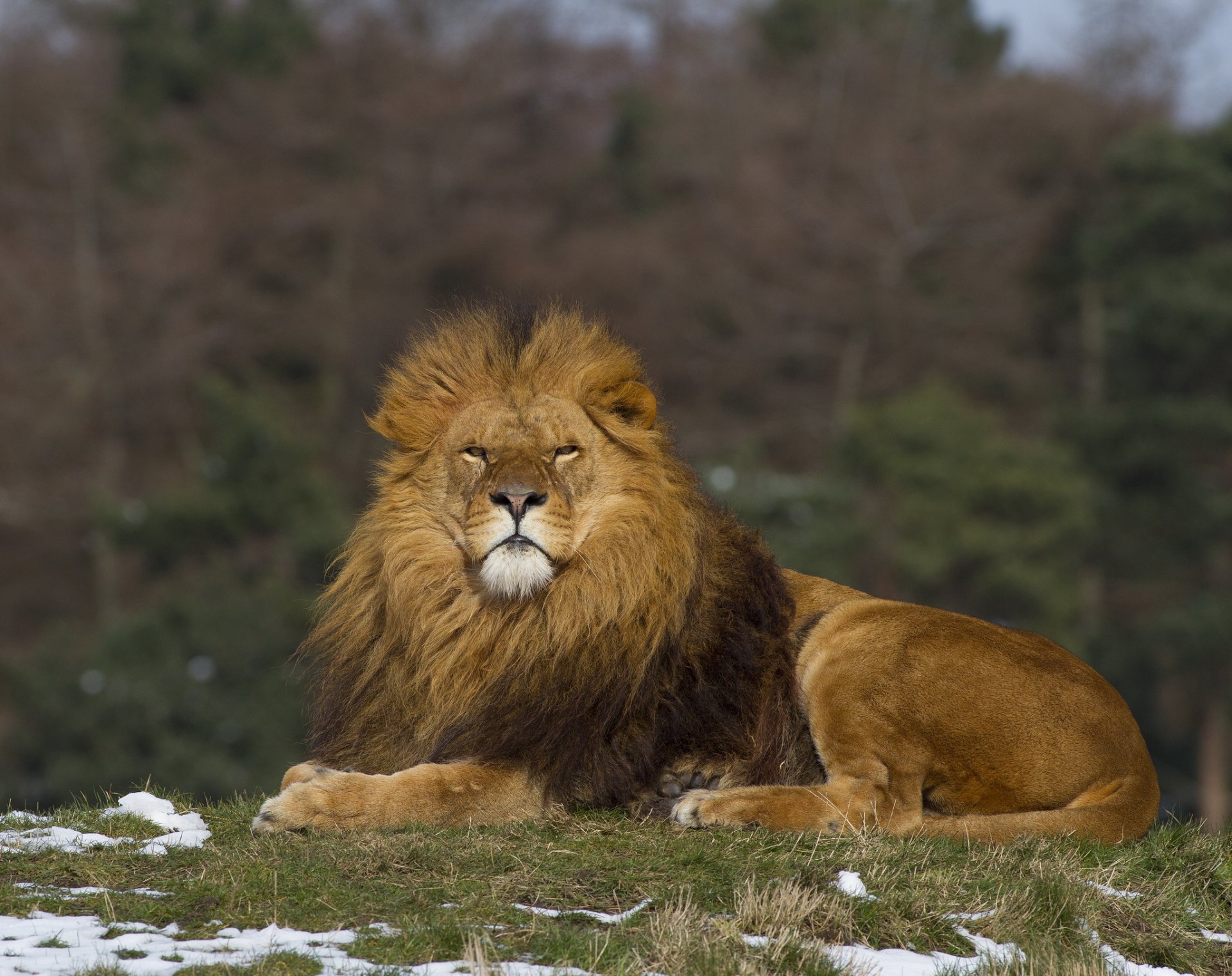 forêt herbe neige lion se trouve vue