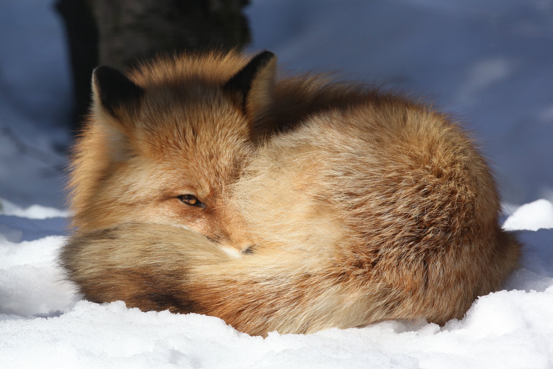 gewöhnlicher oder roter fuchs vulpes vulpes ruhe blick sensibilität schnee sonnenschein alaska zoo alaska zoo