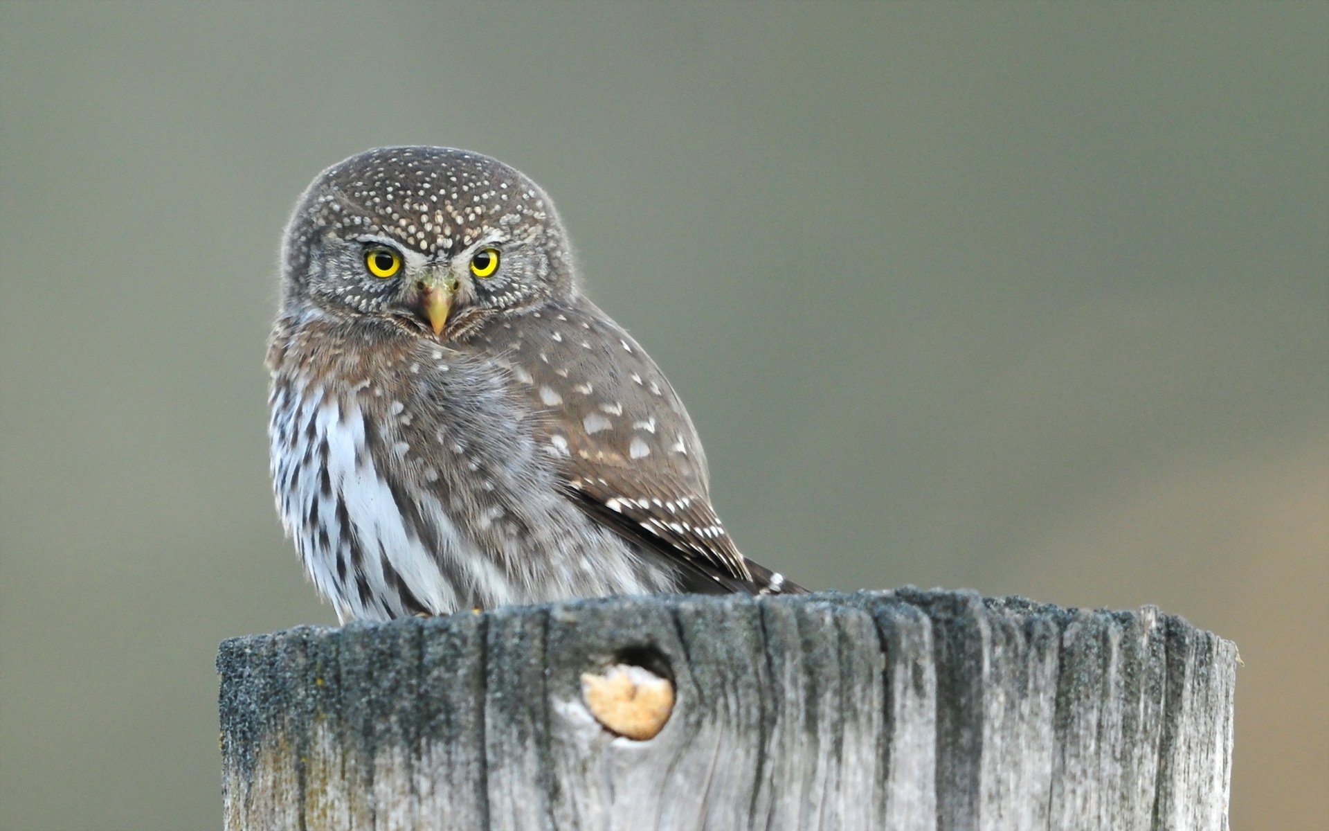 oiseau hibou nature