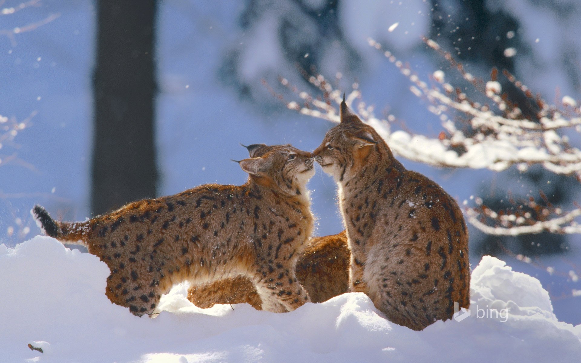 lince gatto inverno neve parco nazionale della foresta bavarese germania