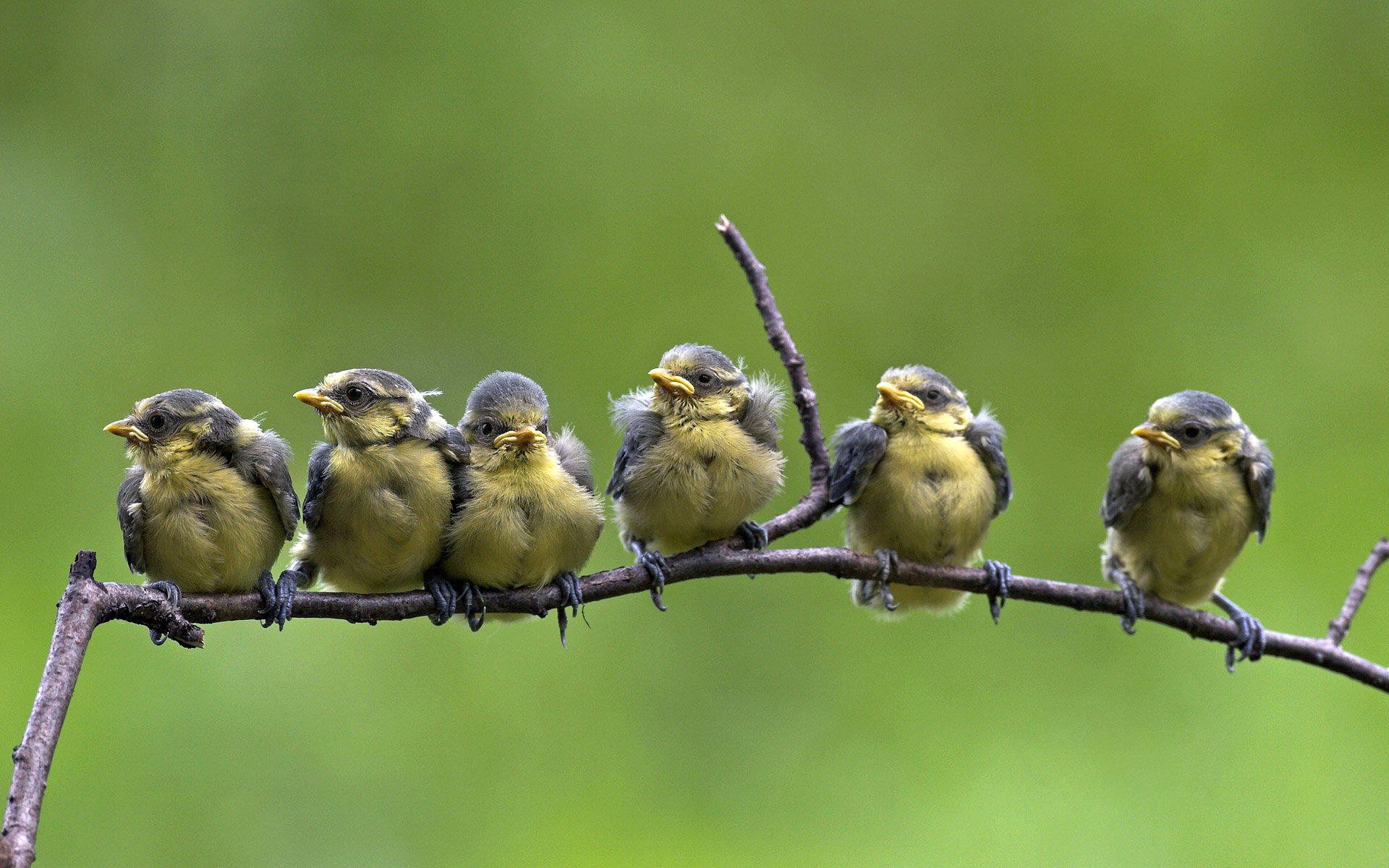 azurblaue vögel zweig natur farbe federn