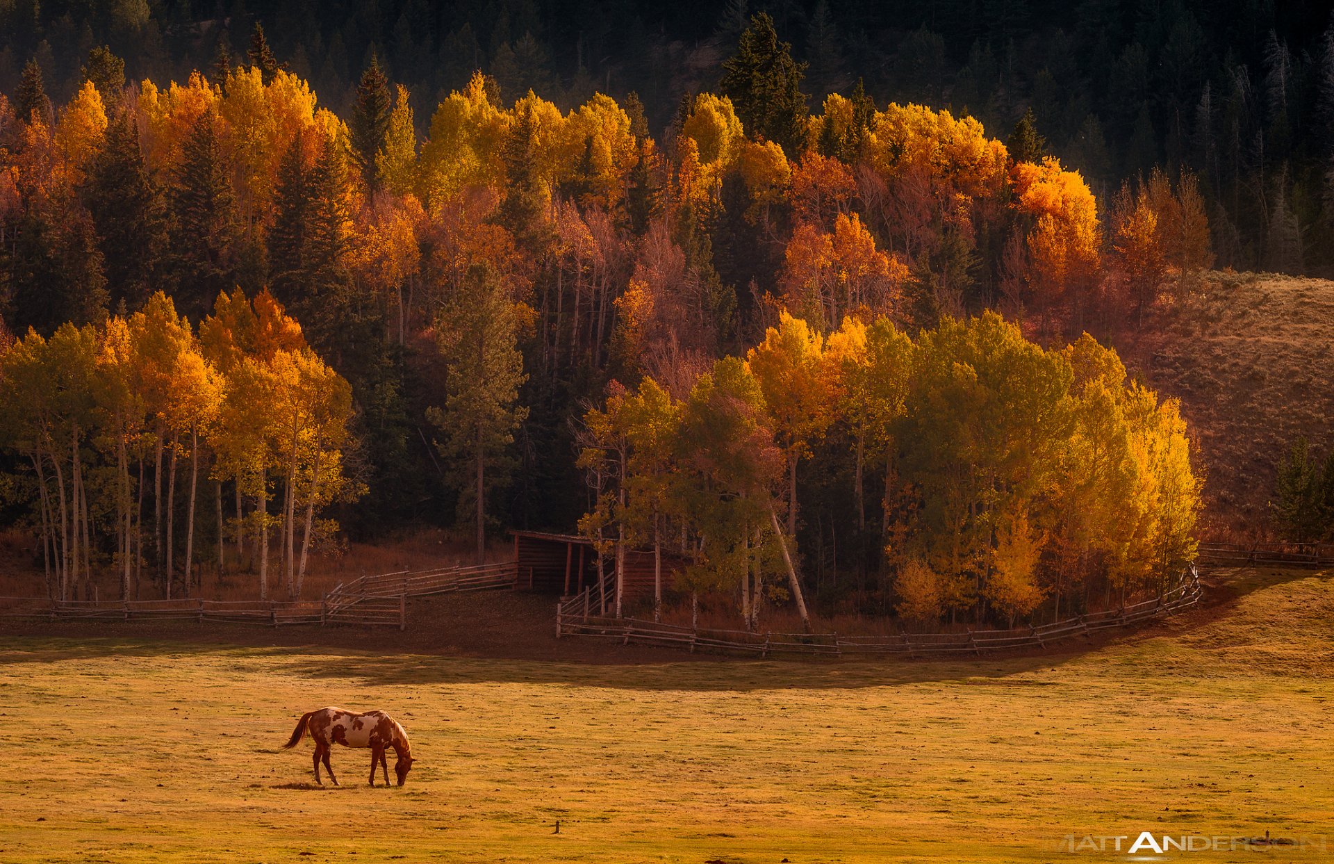 natur herbst tal wald pferd