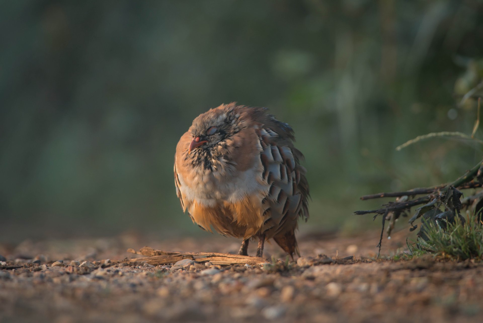 grass branches chips poultry partridge sleeping sport