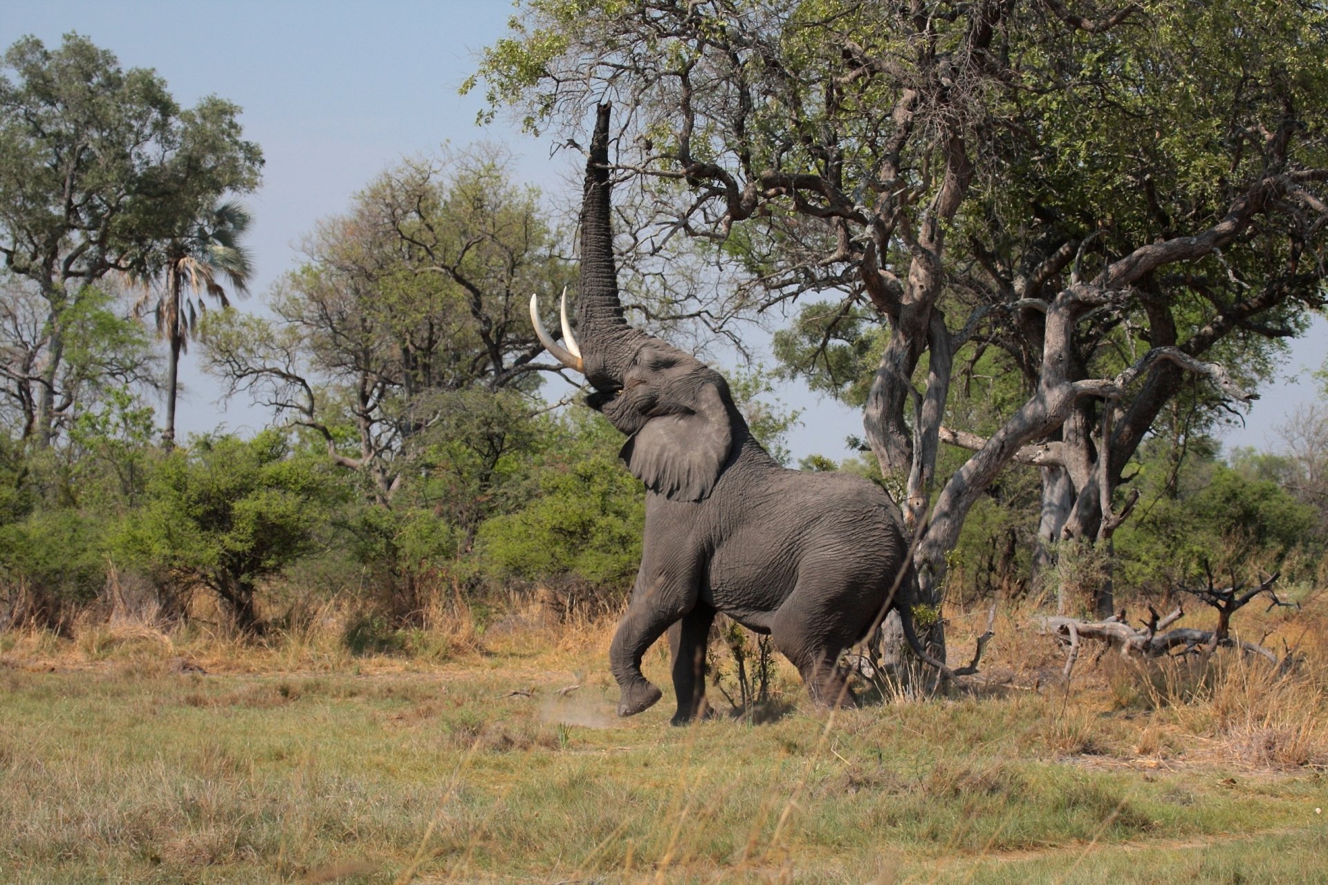 elefant stamm bäume