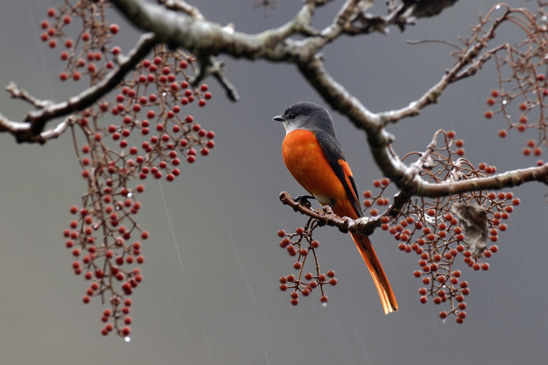 pájaro plumas rama bayas lluvia