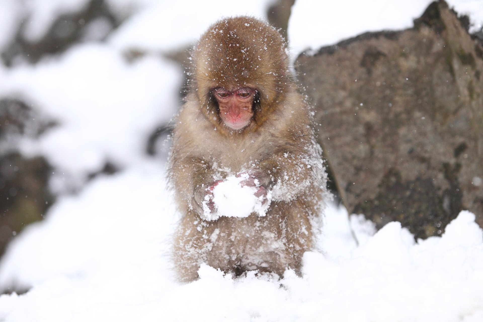 monkey snow cool close up