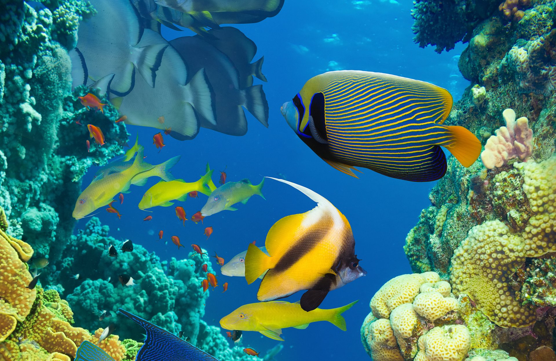 fish underwater coral reef ocean sea under water