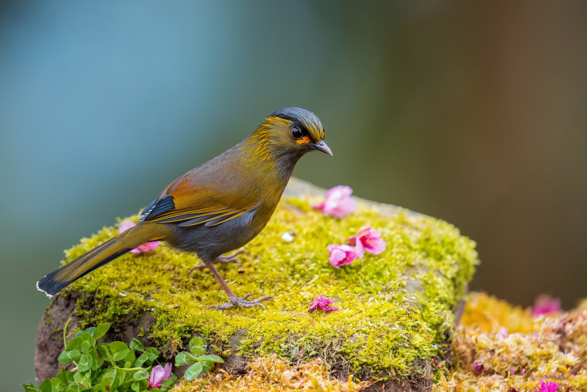 moss grass flower poultry