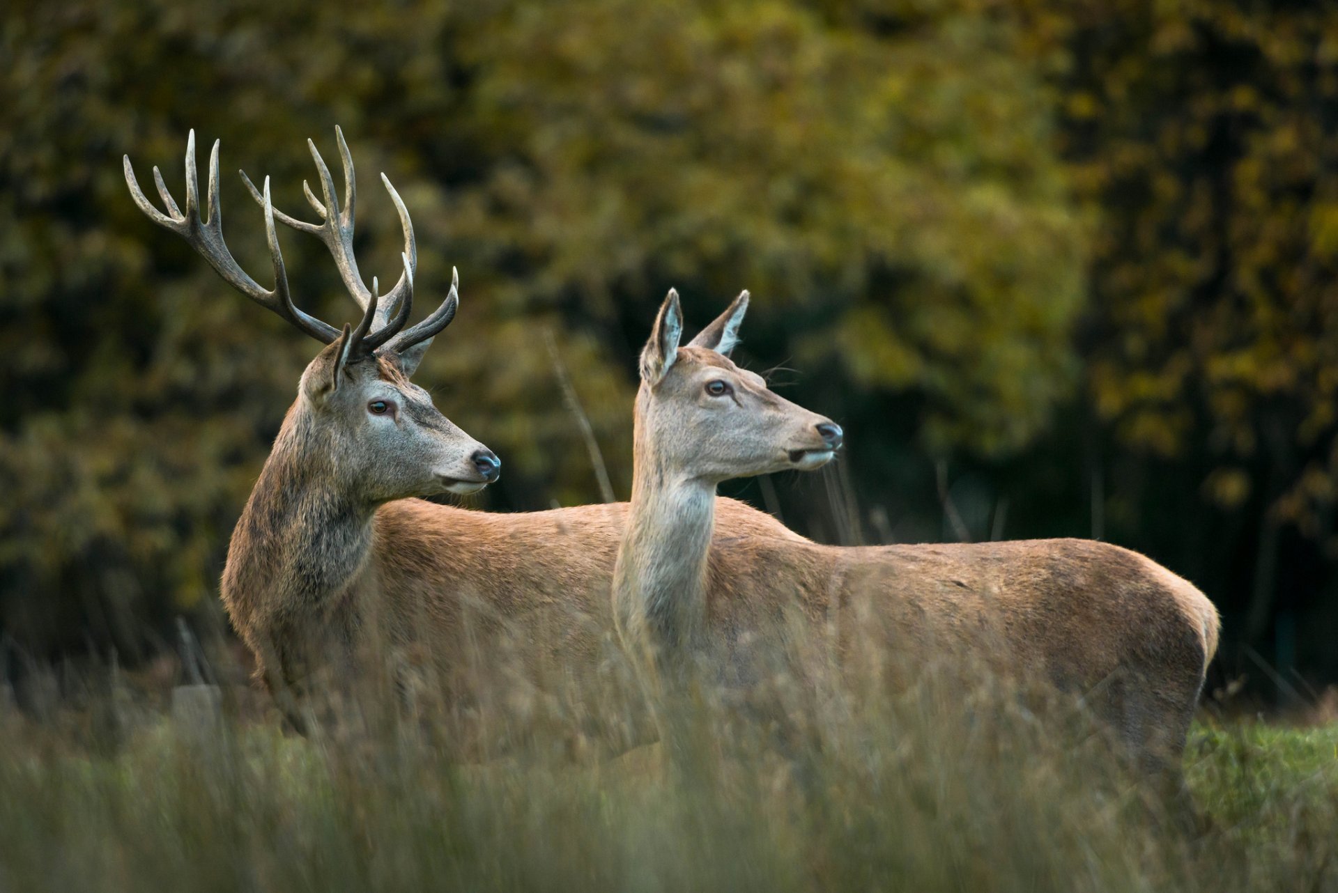 forest edge reindeer the pair