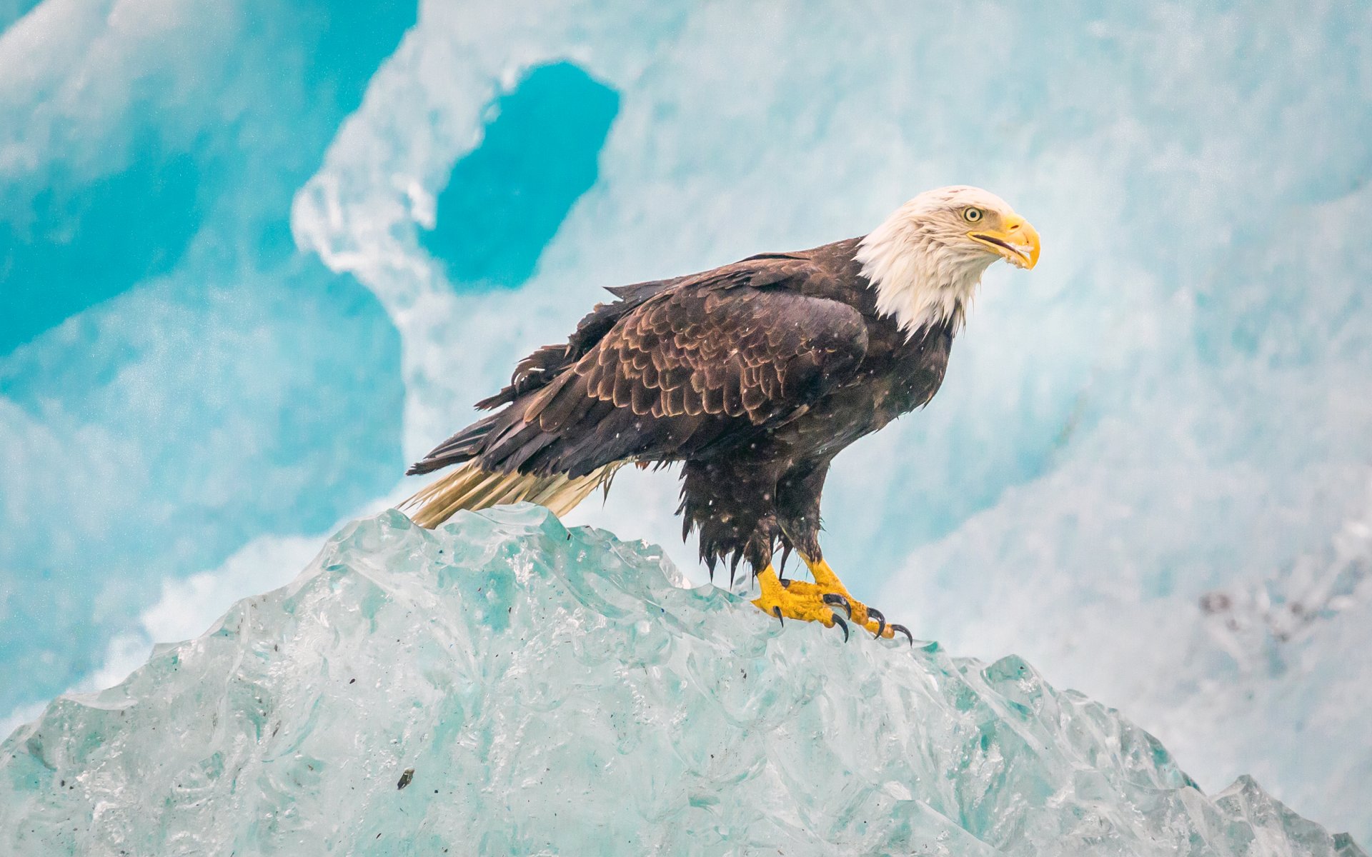 glacier bay parco nazionale uccello natura aquila calva