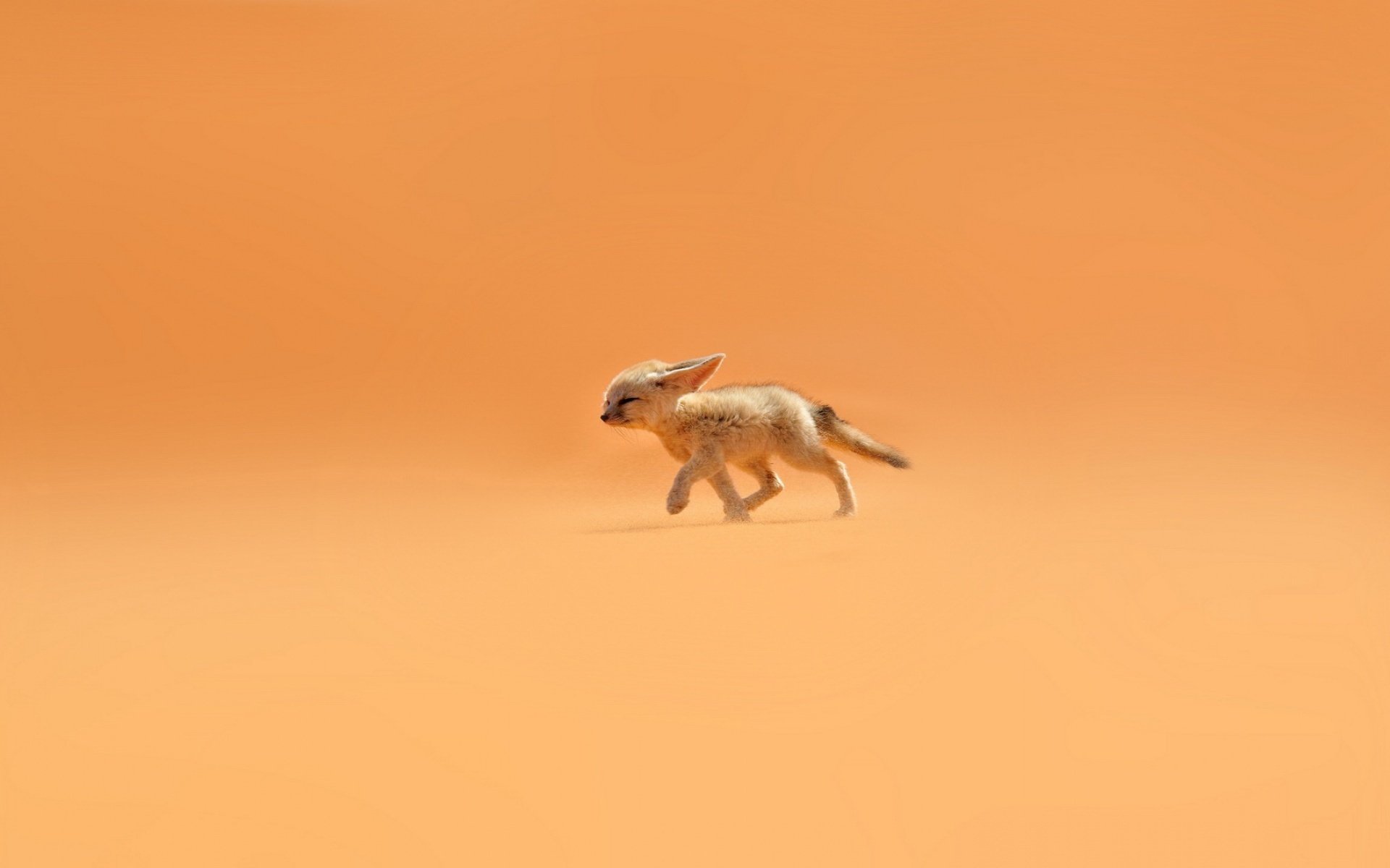 fenech renard sable vent désert oreilles orange