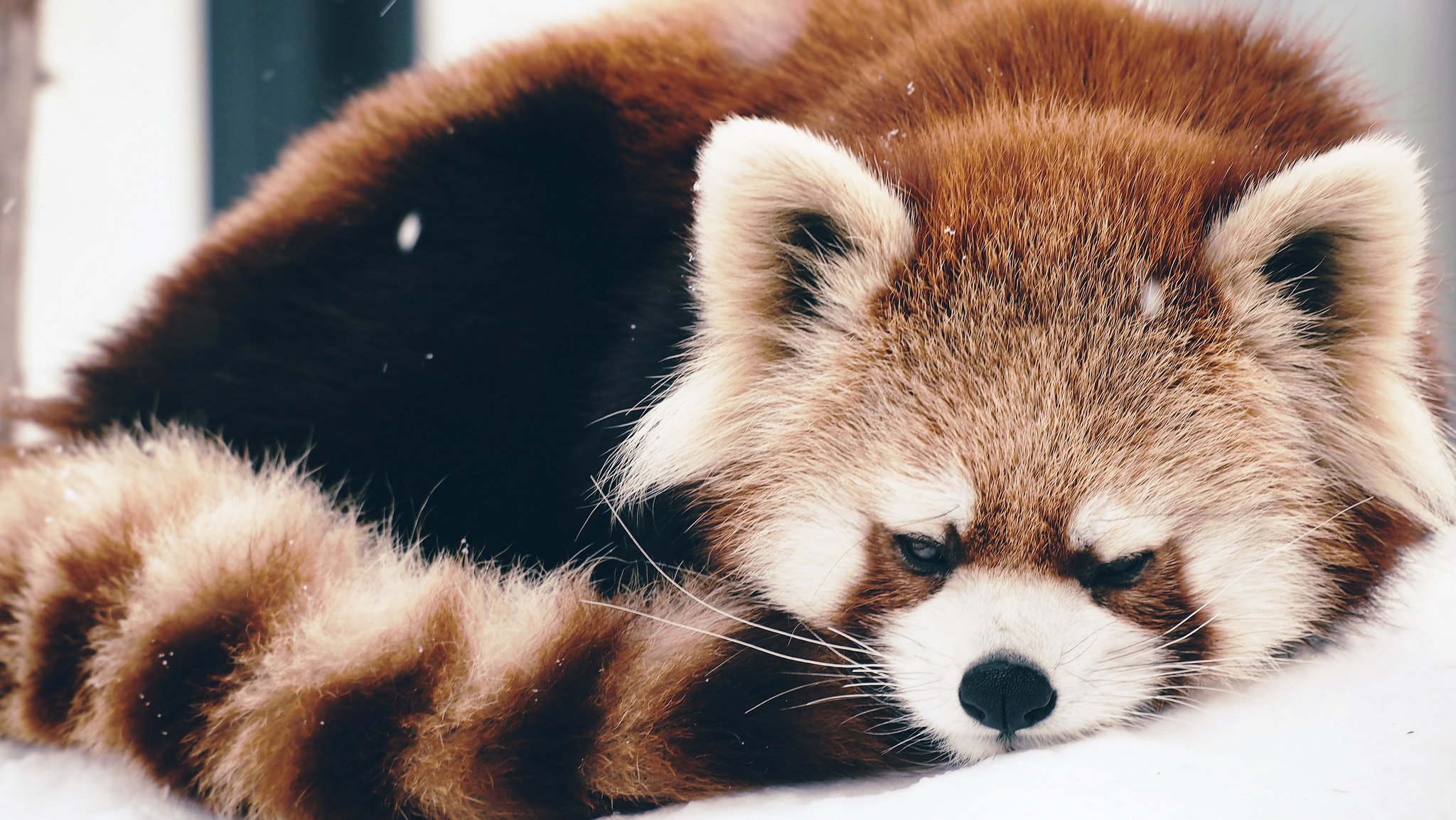 red panda firefox sleeping