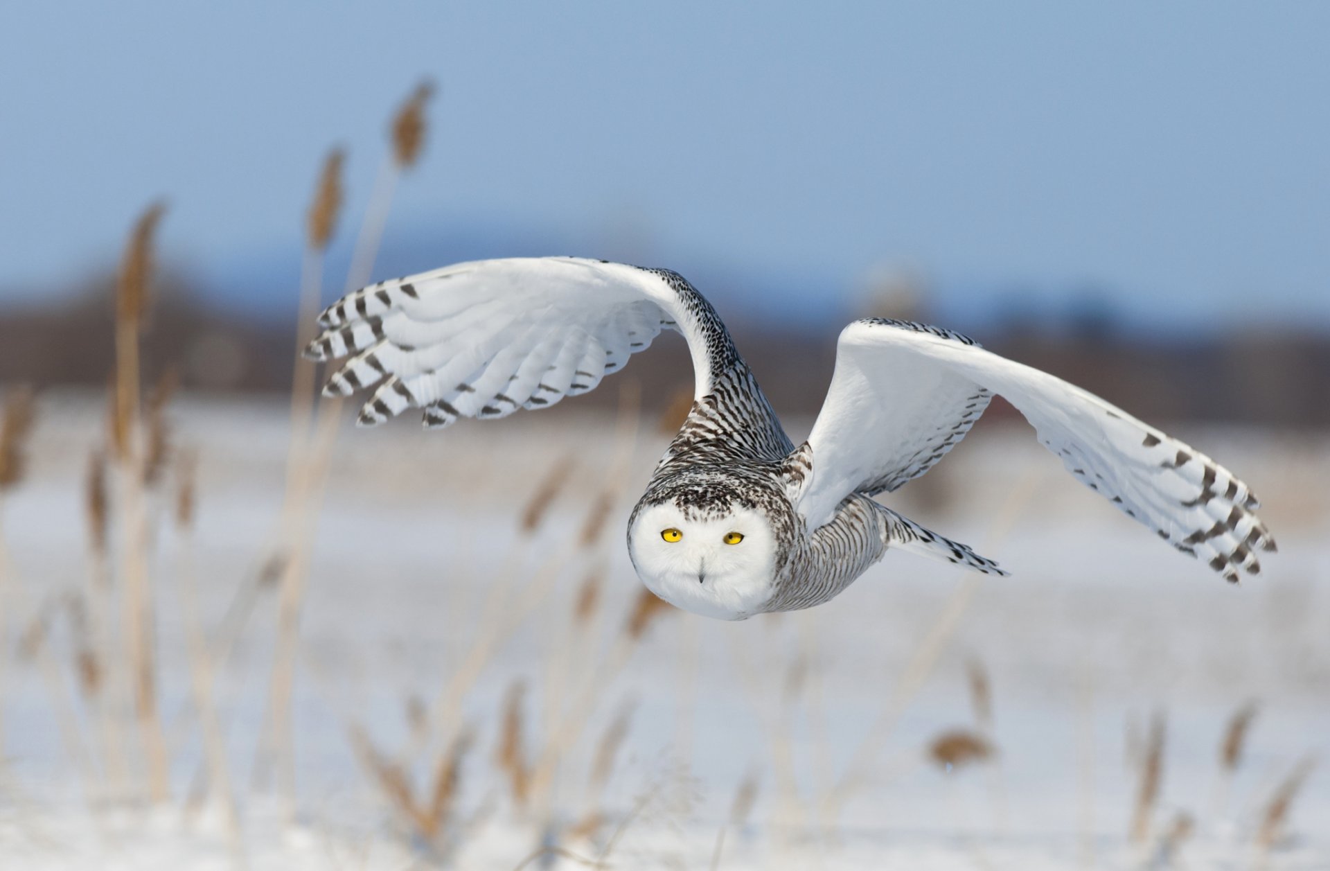 gufo polare uccello ali volo cielo neve natura