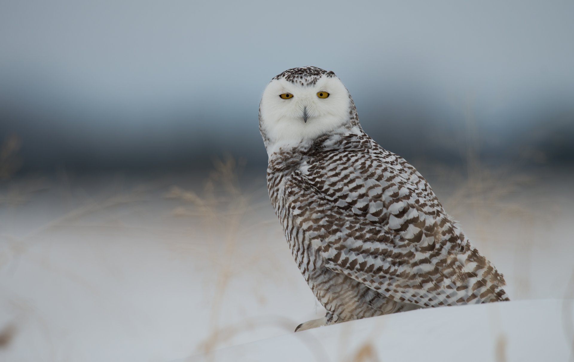 weiße eule polareule vogel schnee