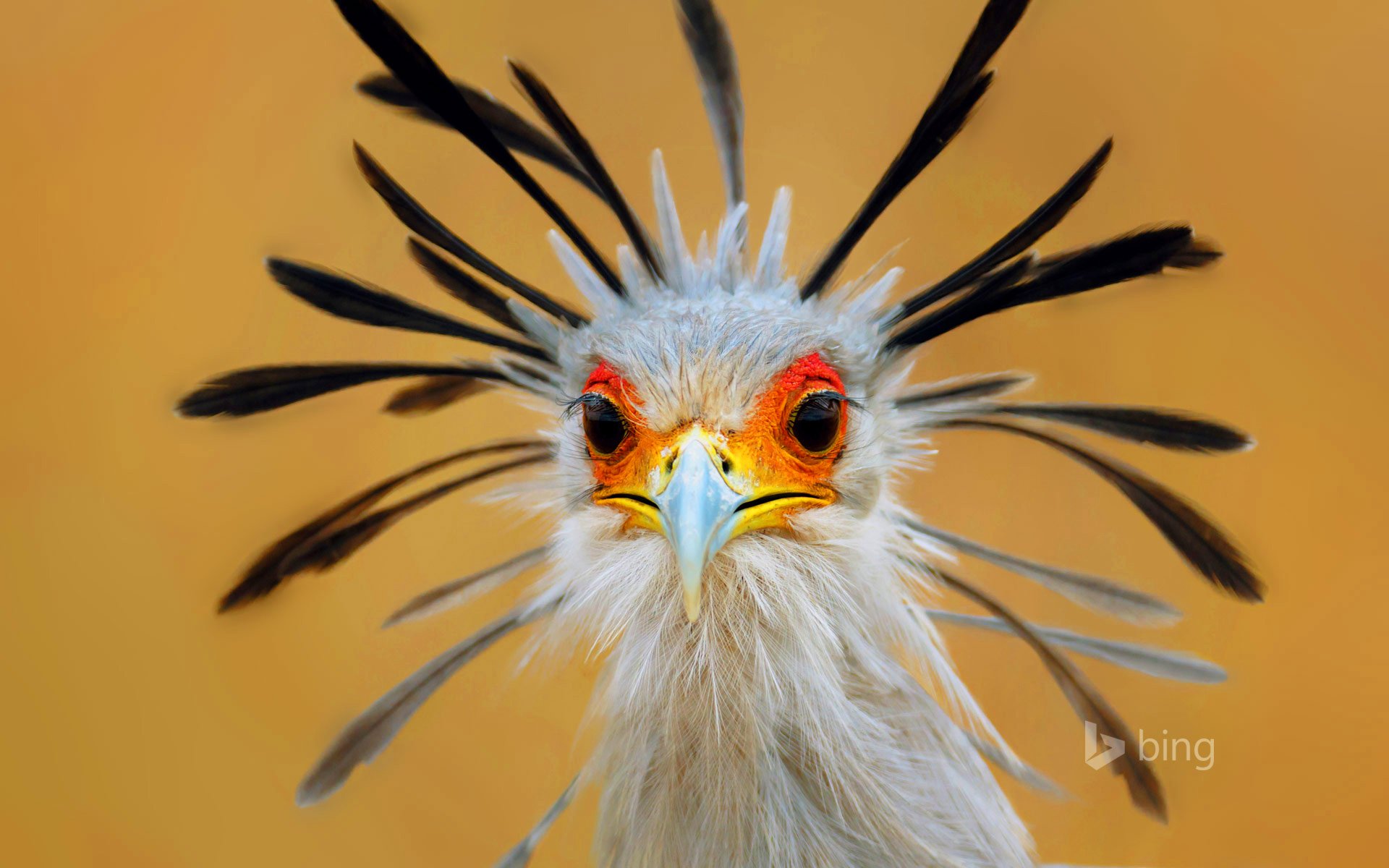 pájaro secretario plumas pico ojos sudáfrica