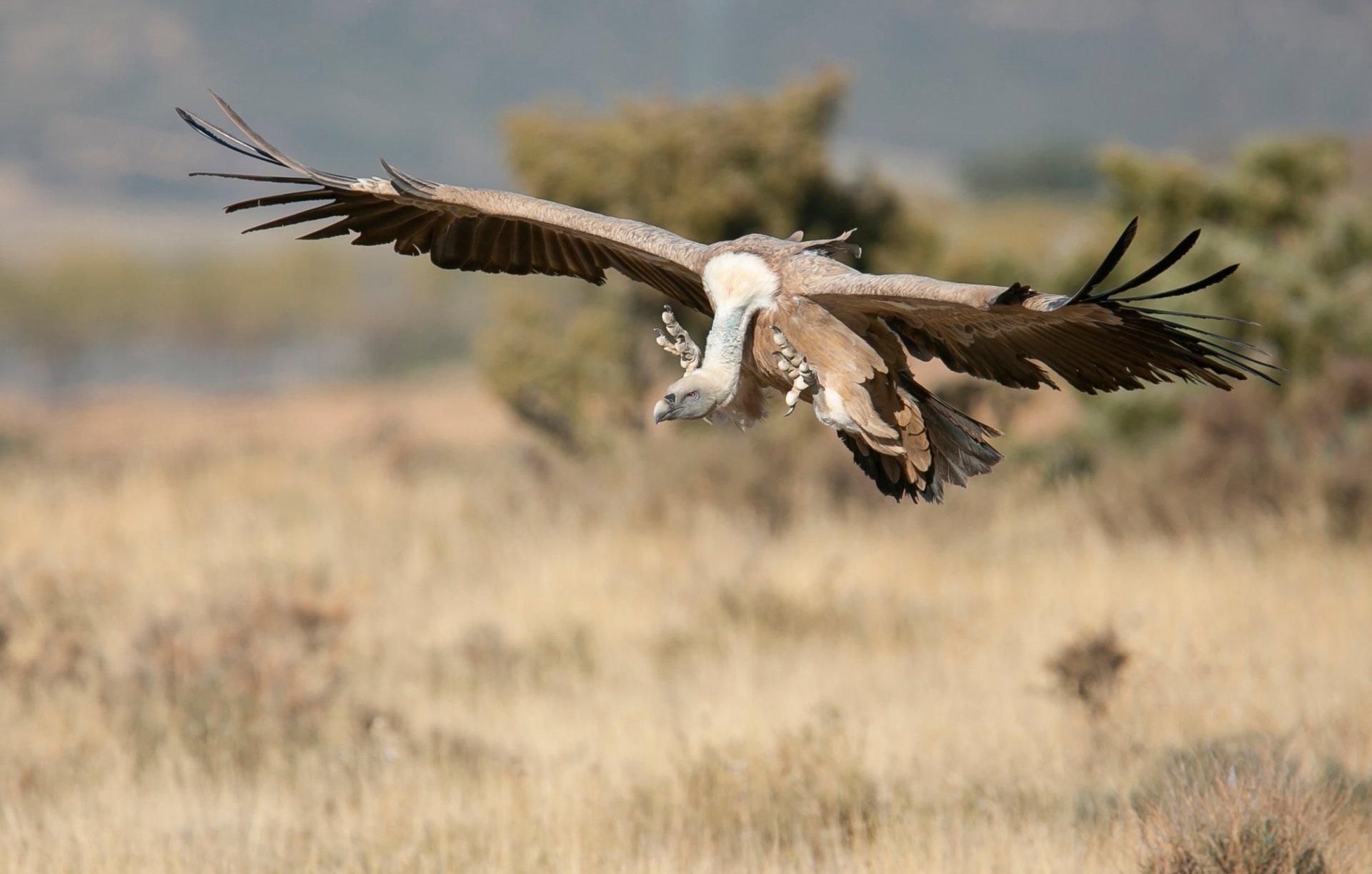 vautour ailes