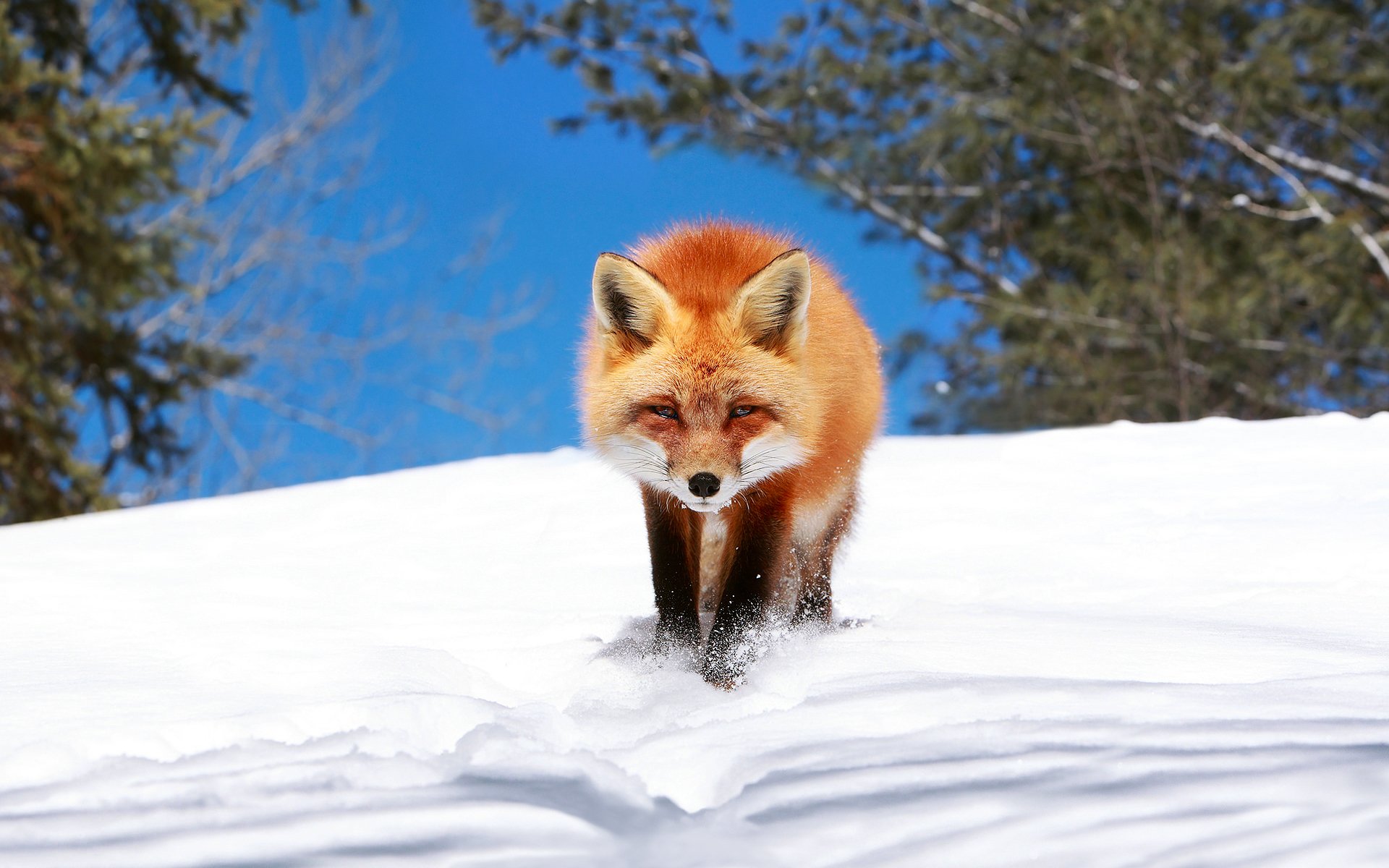 fox fox crept up winter snow