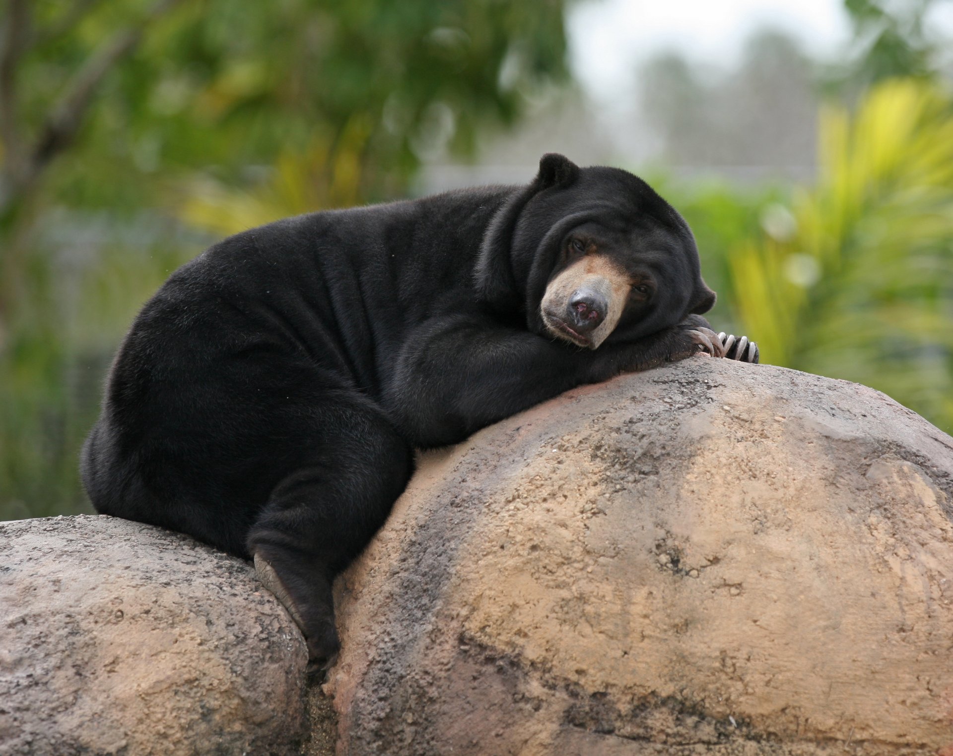 orso malese biruang pietre riposo massi orso orso