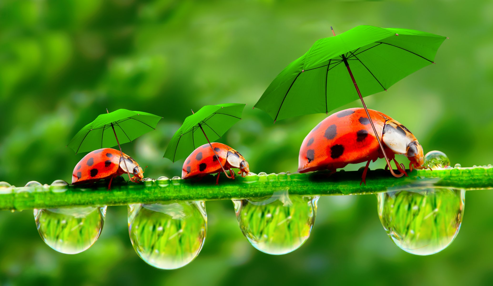 tröpfchen tautropfen grashalm marienkäfer regenschirme