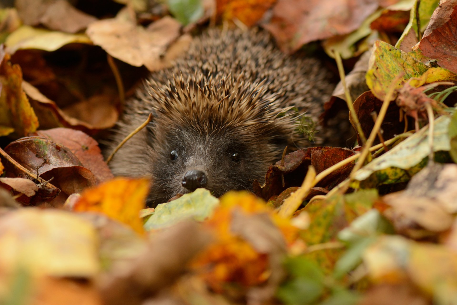 hedgehog eyes snout thorn leave