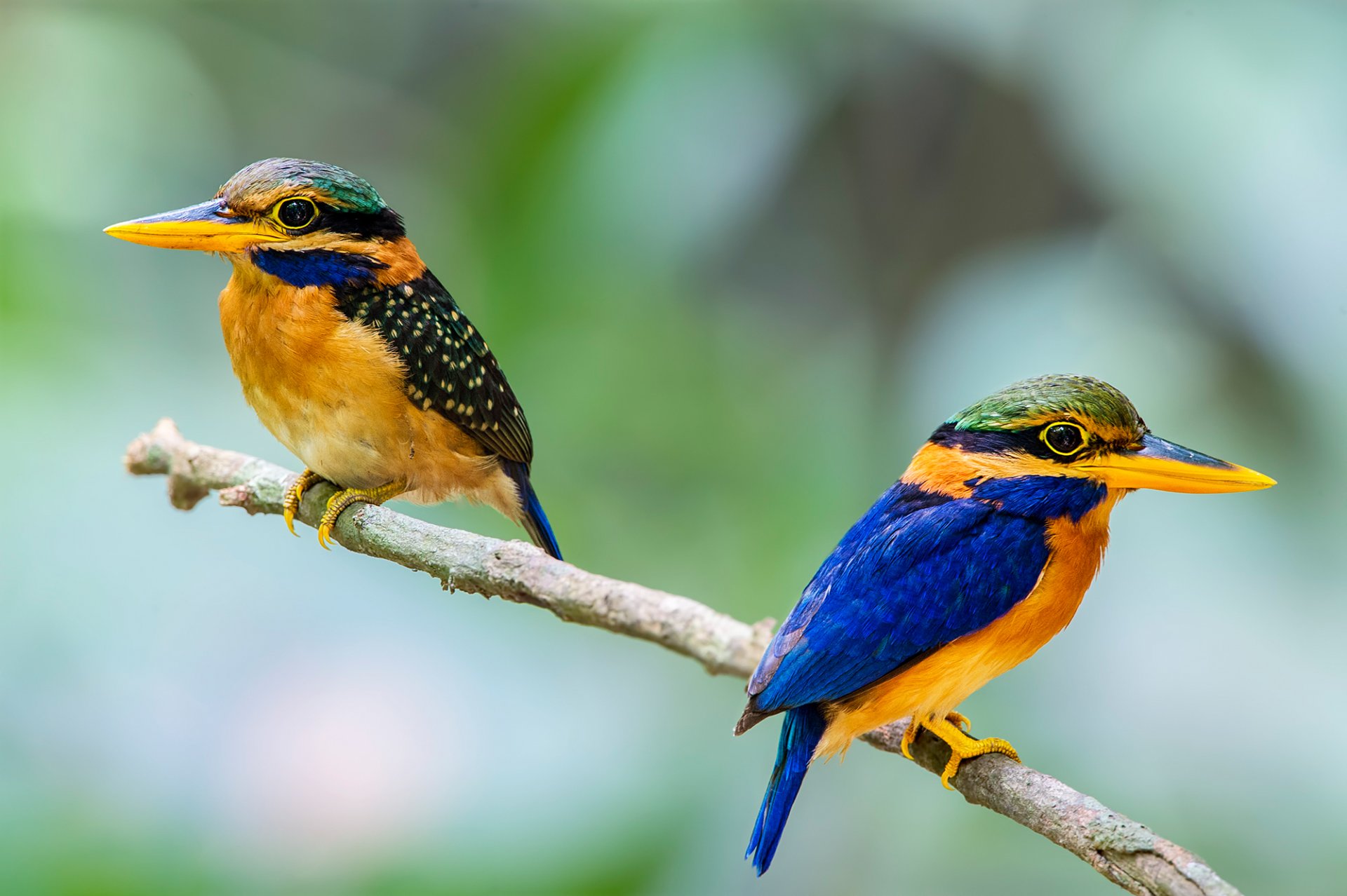 poultry kingfisher beak branch the pair feathers tail