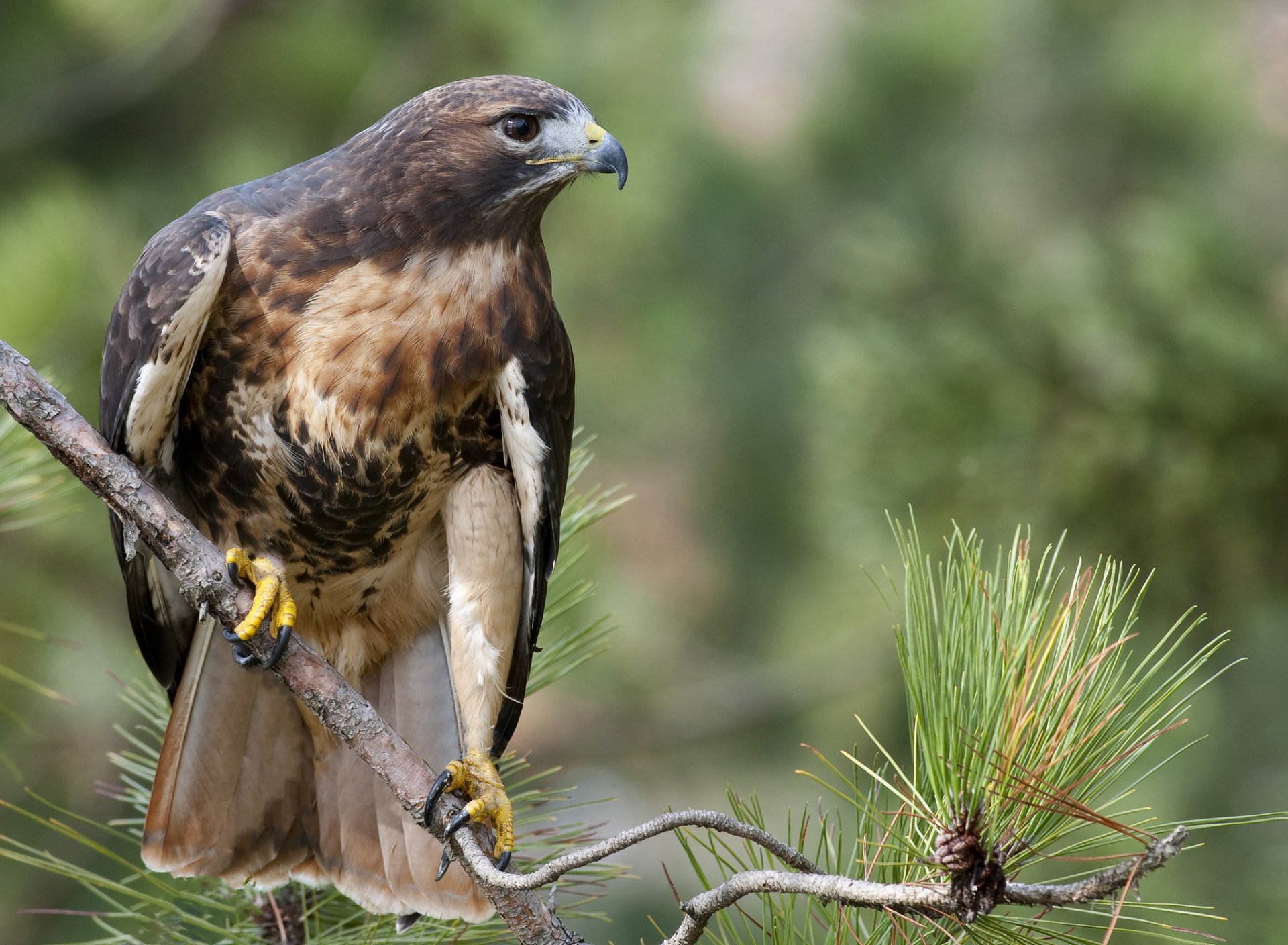 sarich dalla coda rossa buteo jamaicensis vista ramo foresta