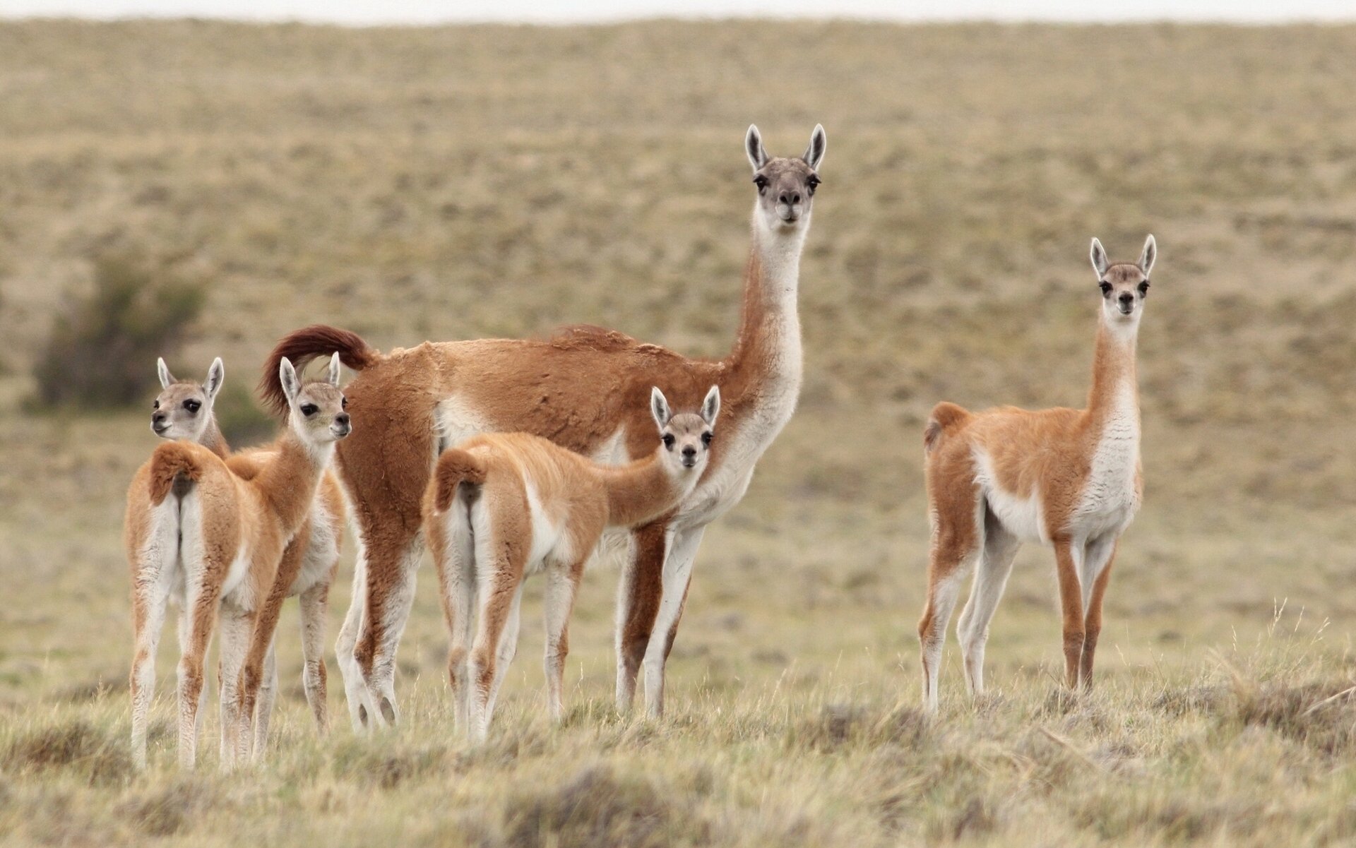 guanaco lamas steppe famille