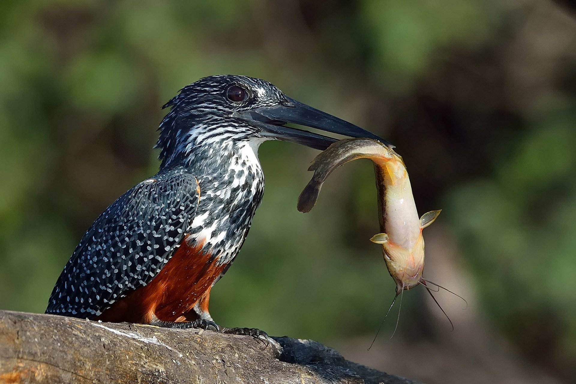 giant pied kingfisher fish catfish mining food