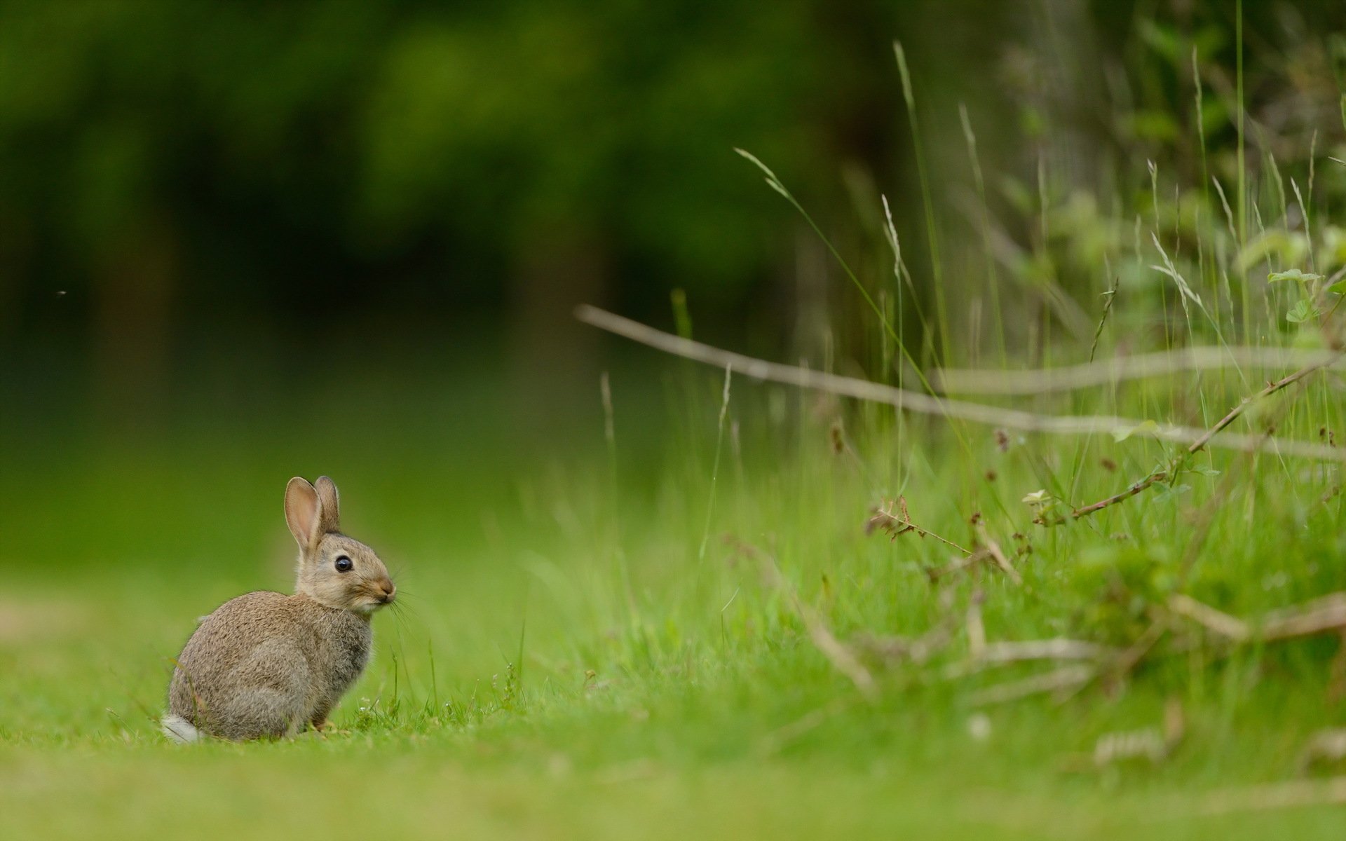 kaninchen natur sommer