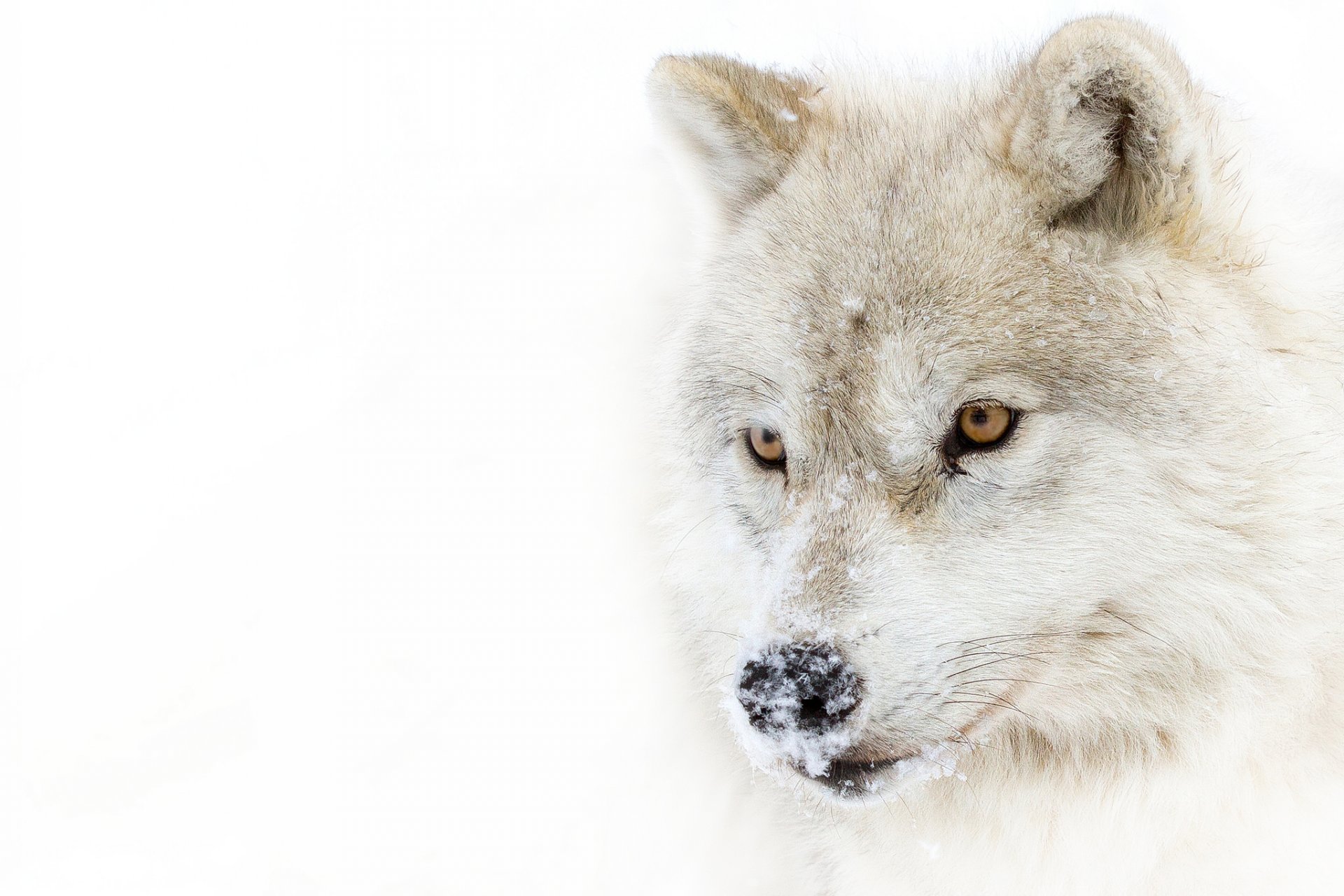 lobo ártico lobo polar vista nieve depredador