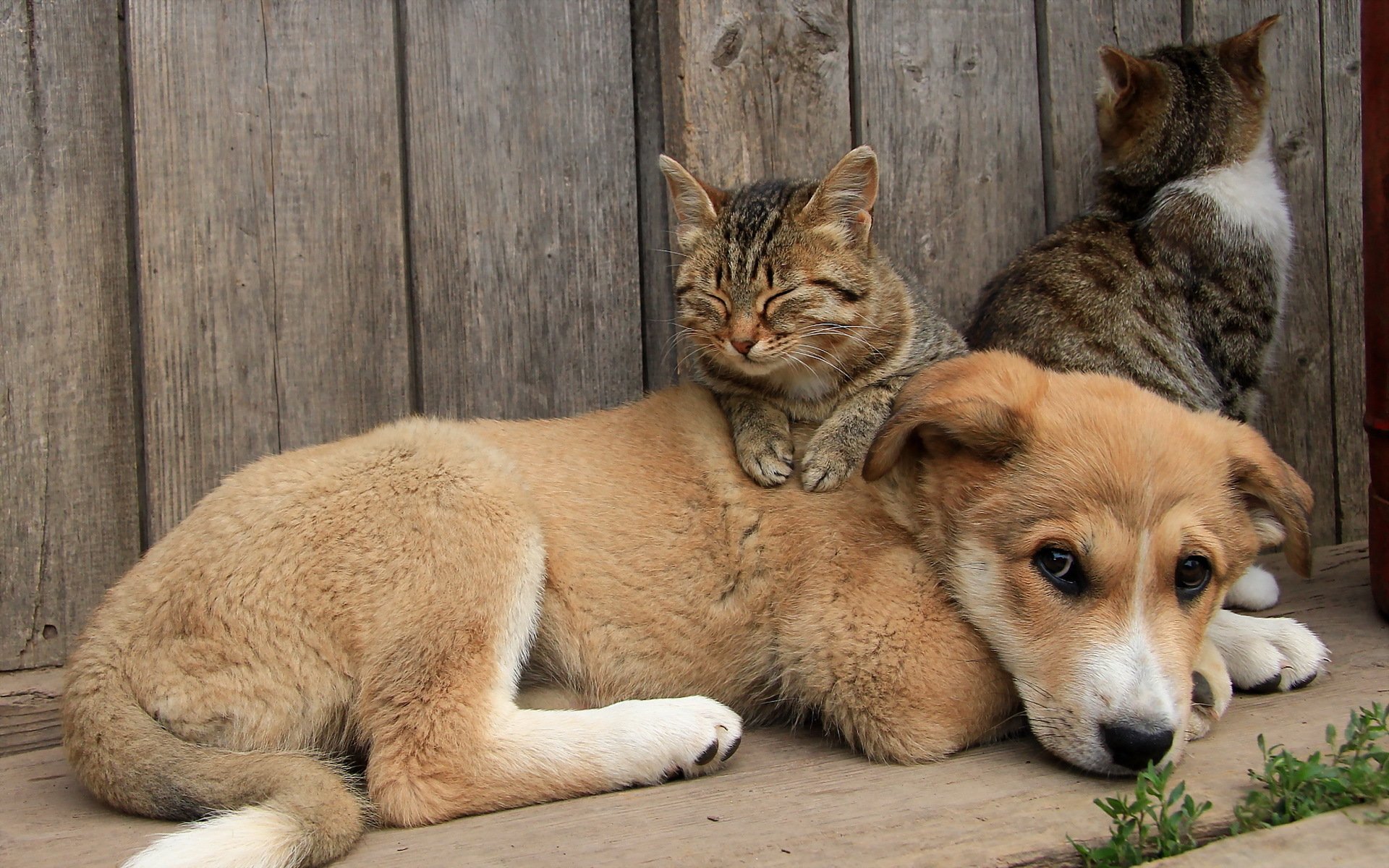 cane gatti amici