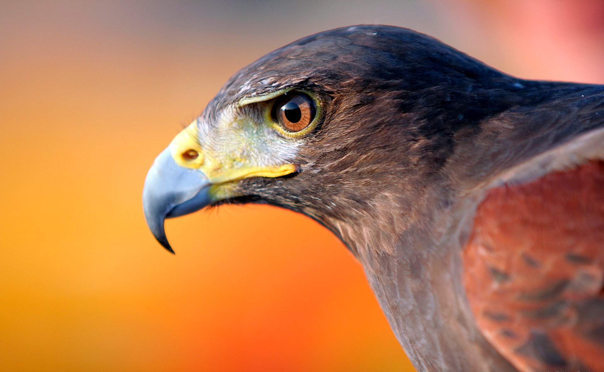 pájaro águila cabeza pico