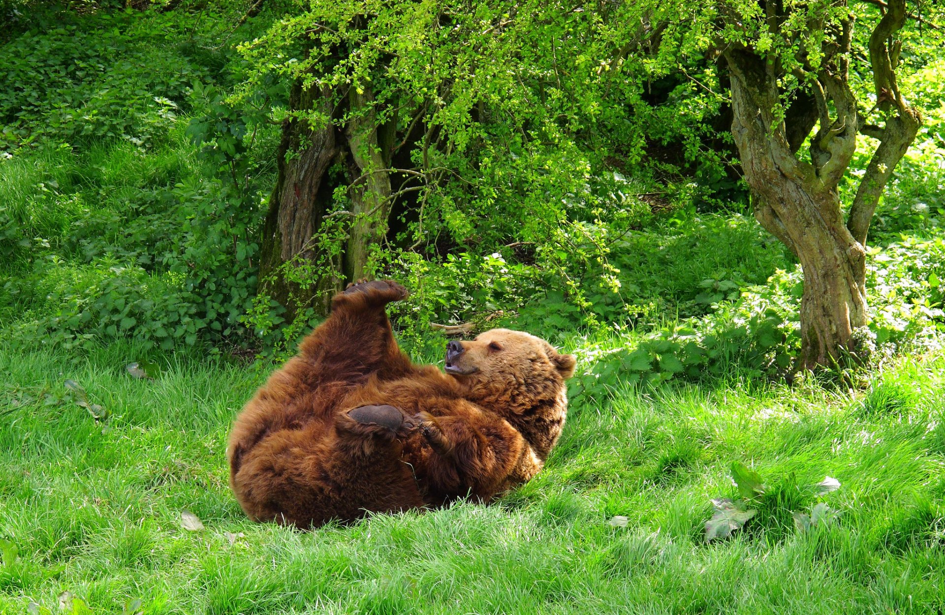 orso animale bestia foresta erba in giro