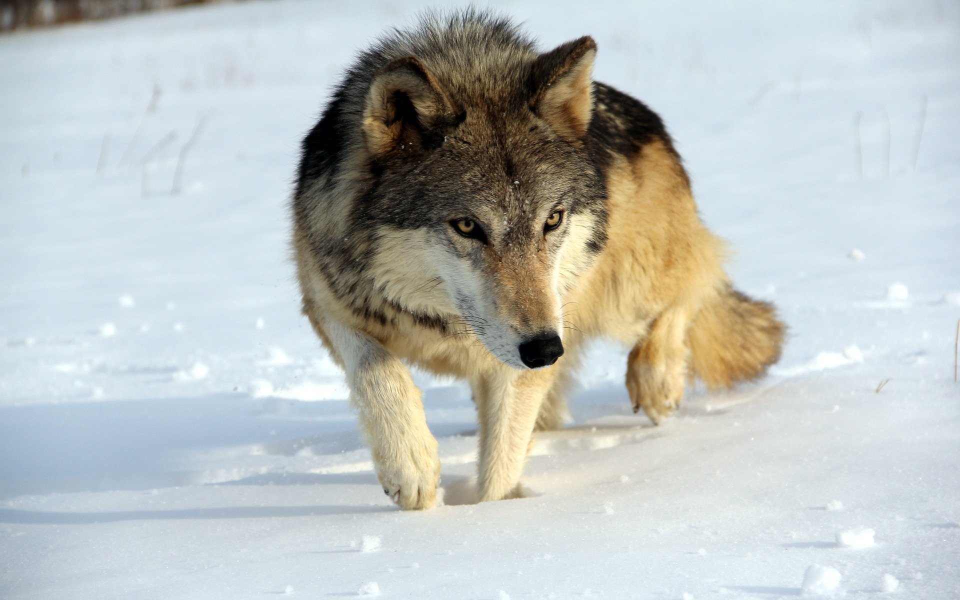 lobo naturaleza invierno