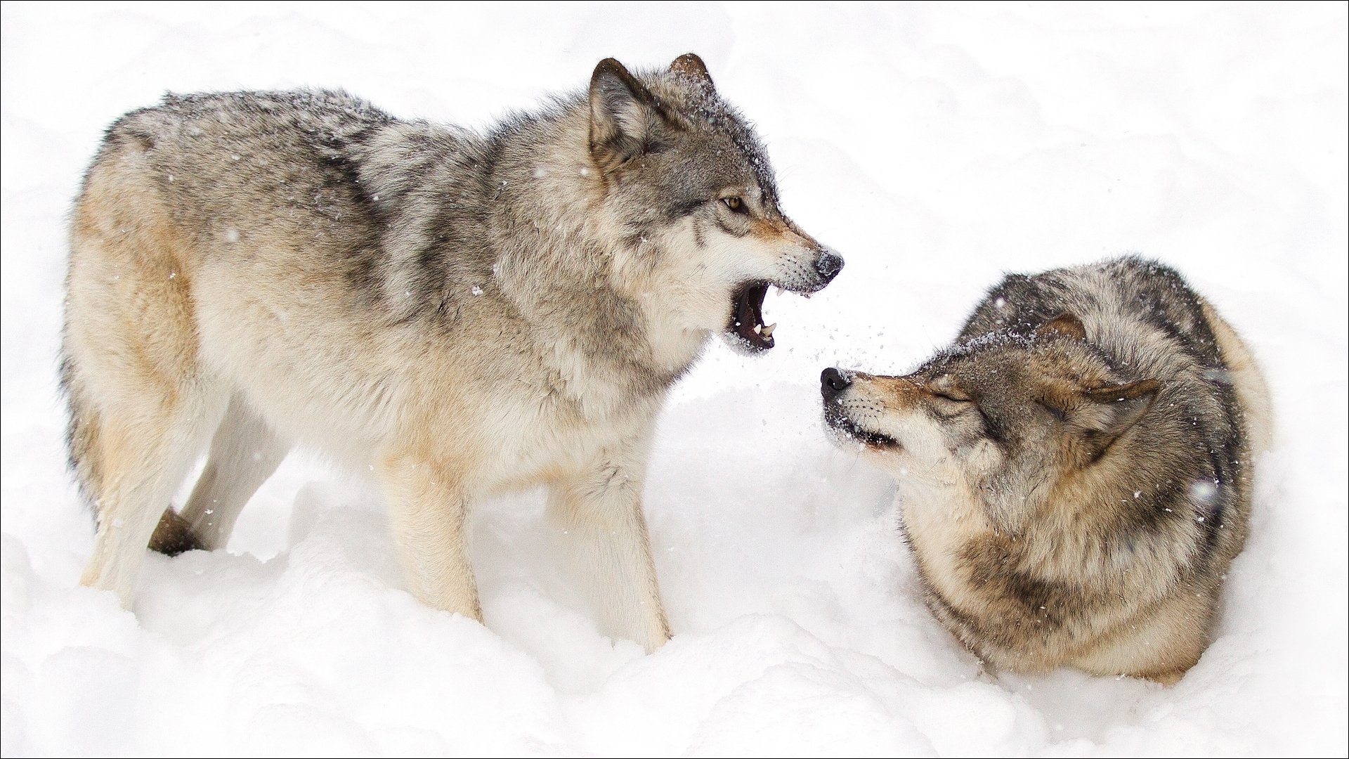 nature hiver animaux hiver animaux loups couple