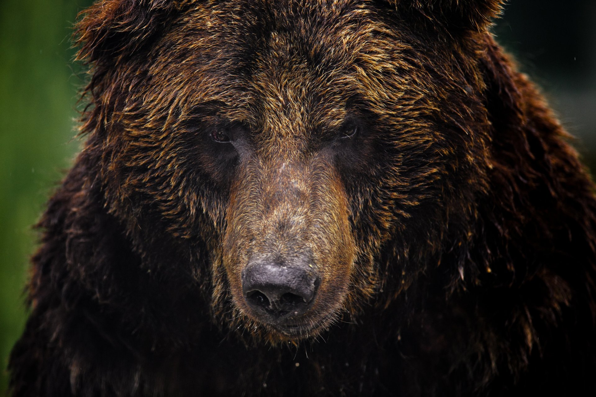 ours grizzly museau fond