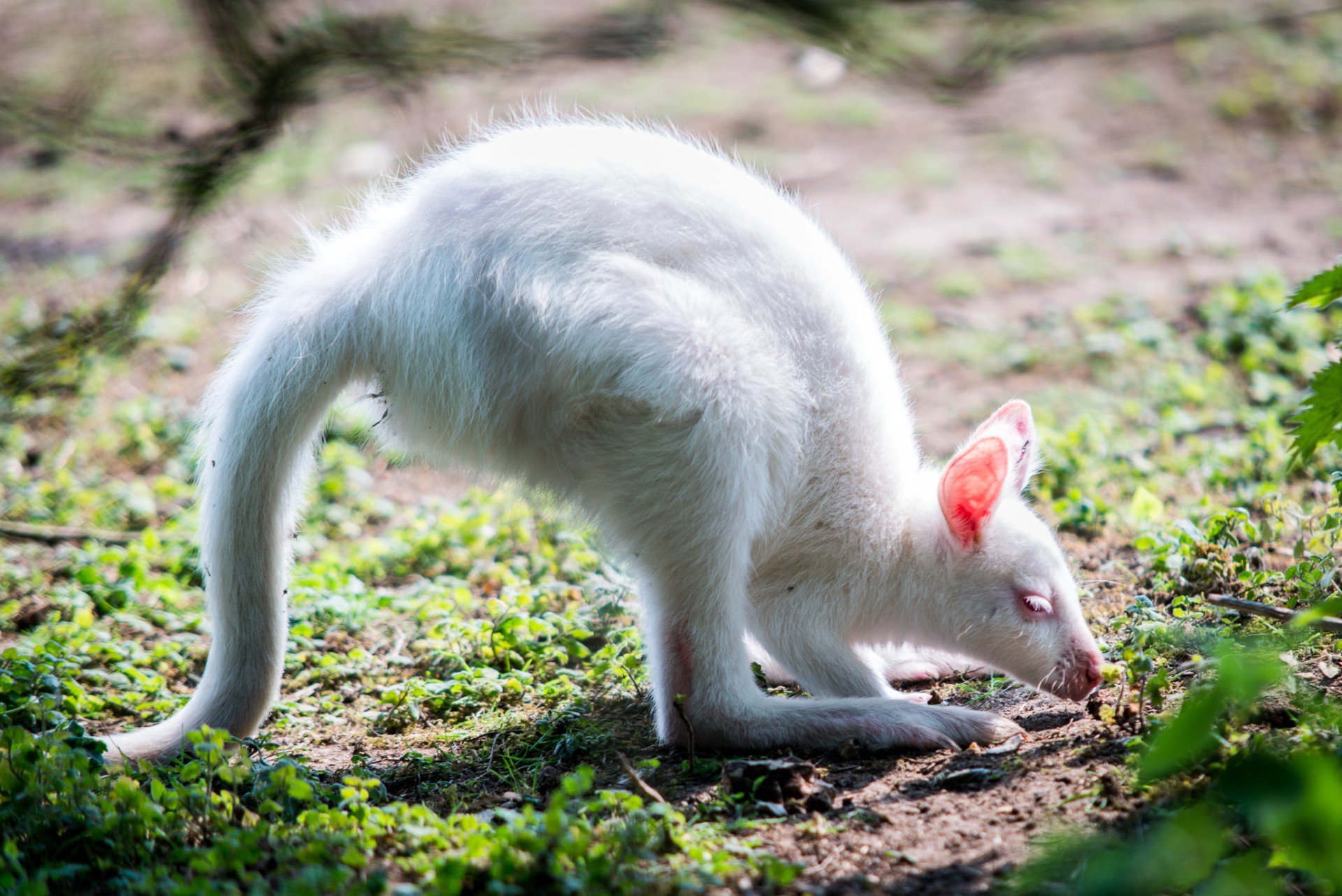 white kangaroo albino babe ears feet tail green