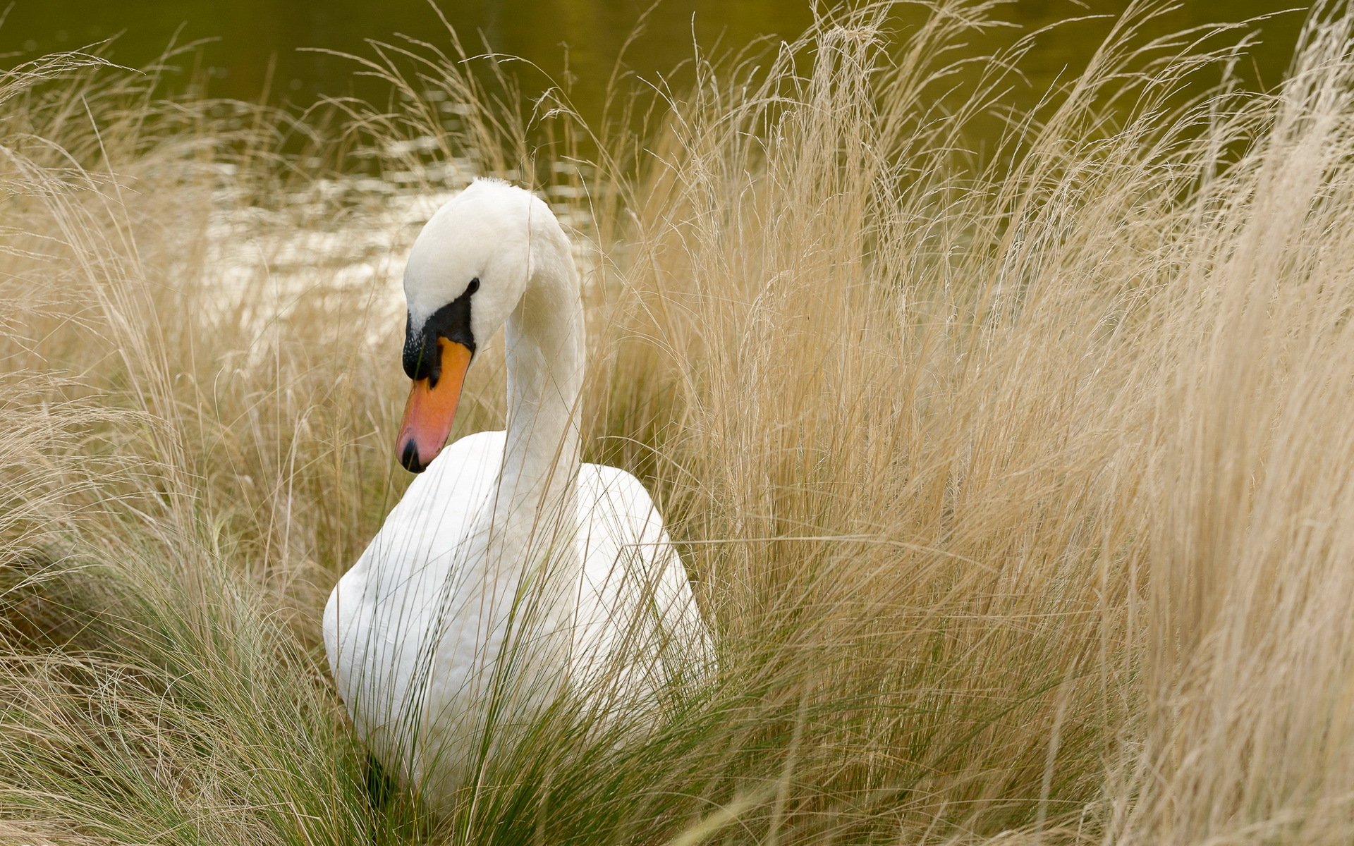 oiseau cygne nature