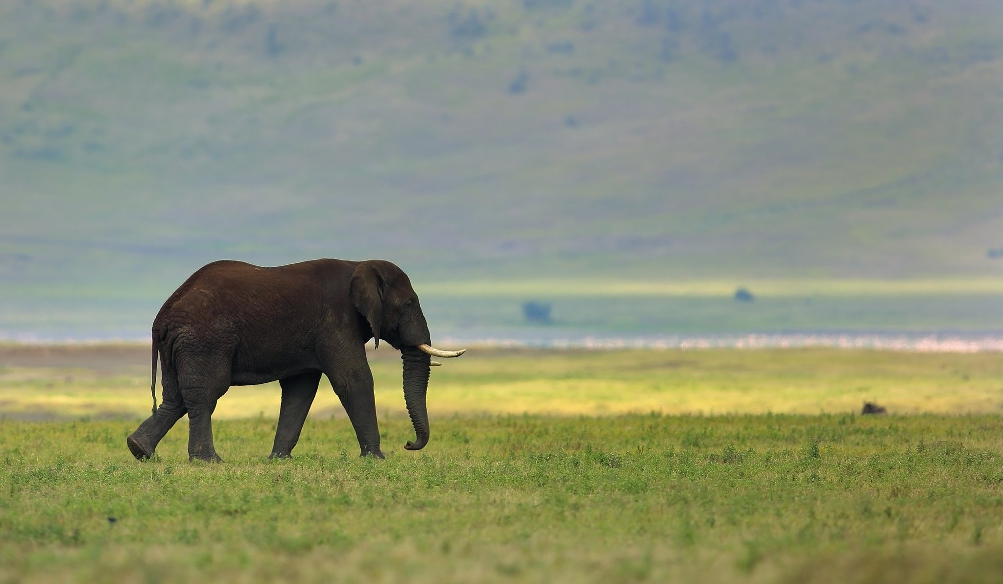 éléphant nature fond