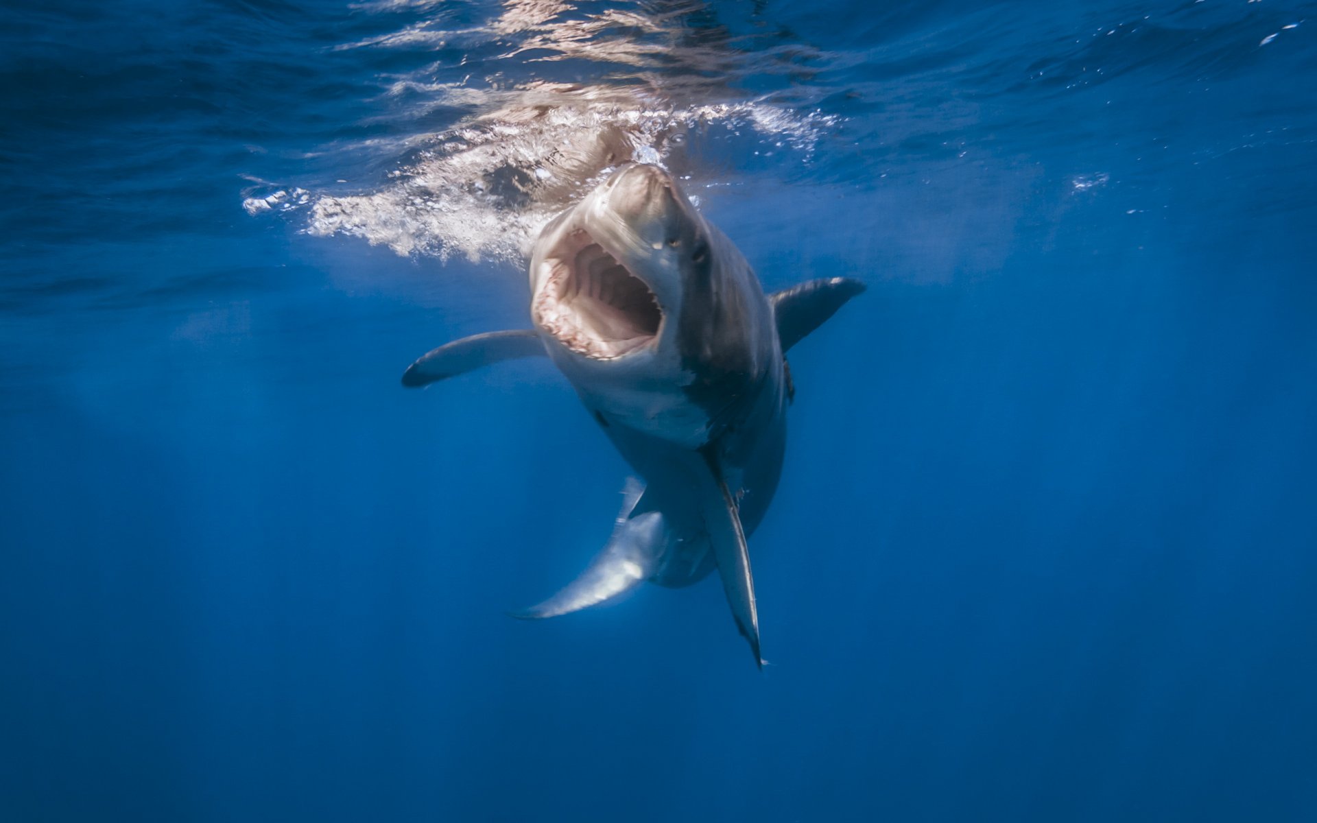 requin mer nature