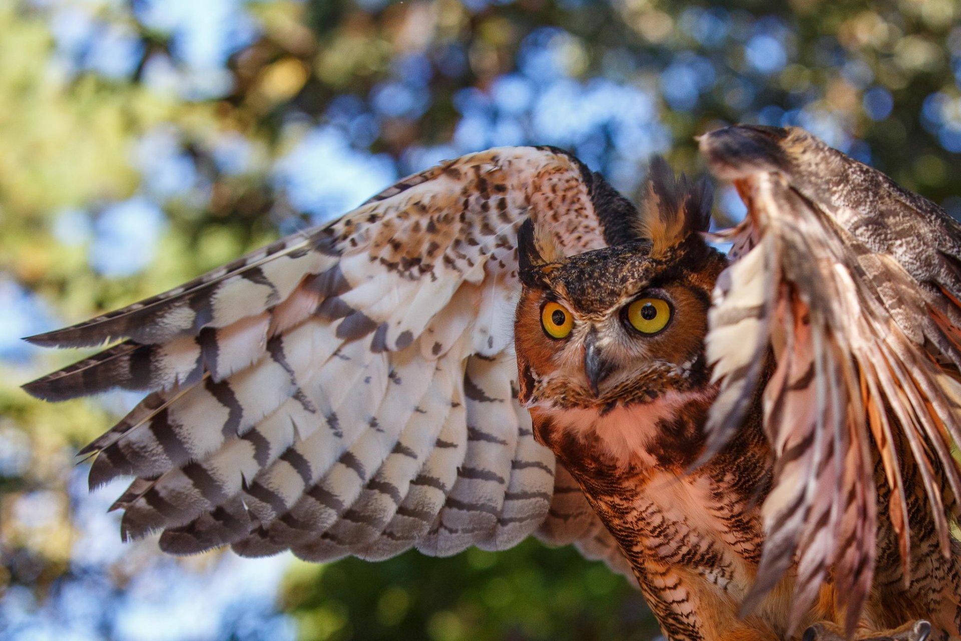 owl poultry eyes color wing