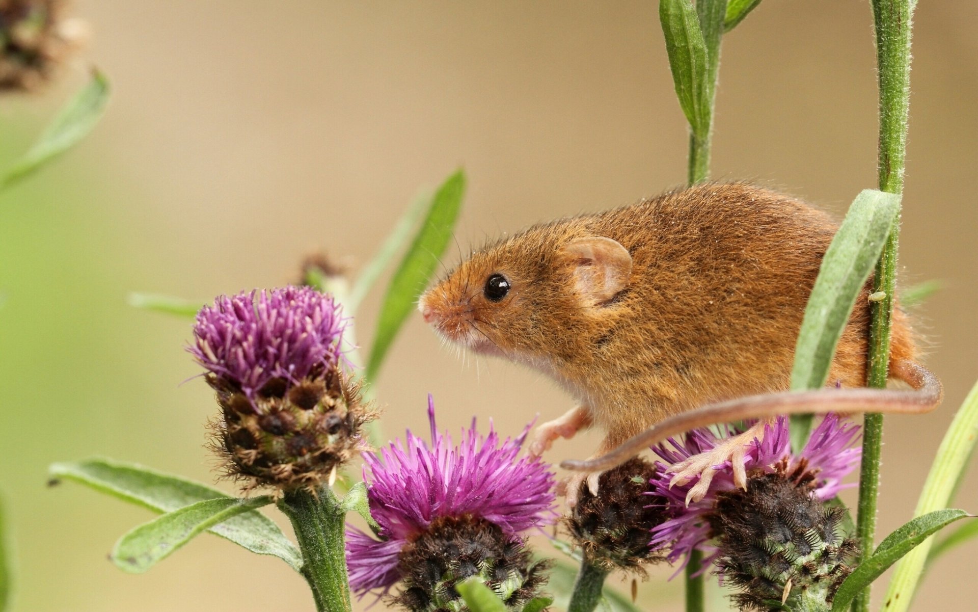 souris-bébé bardane gros plan