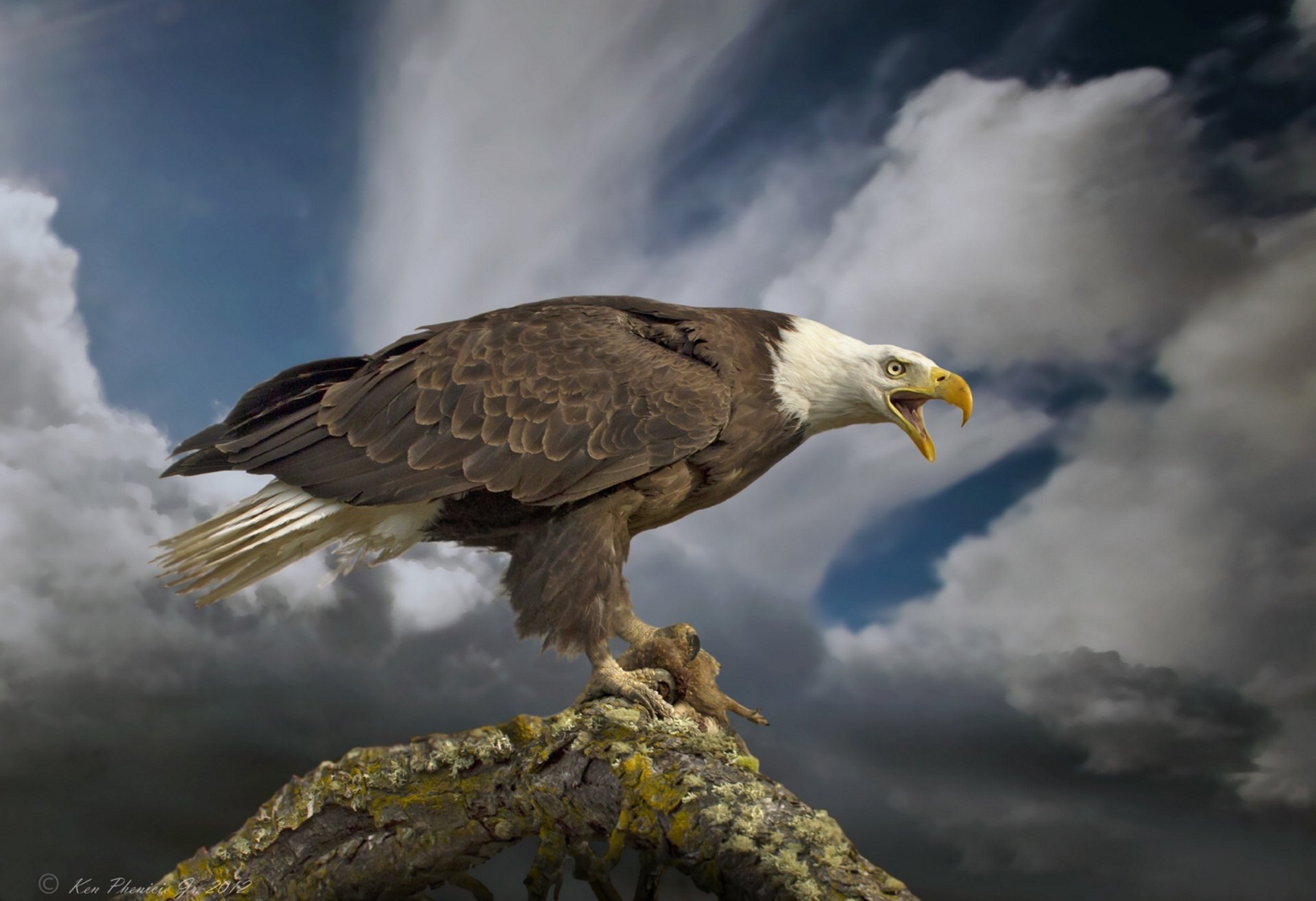 bald eagle poultry predator female