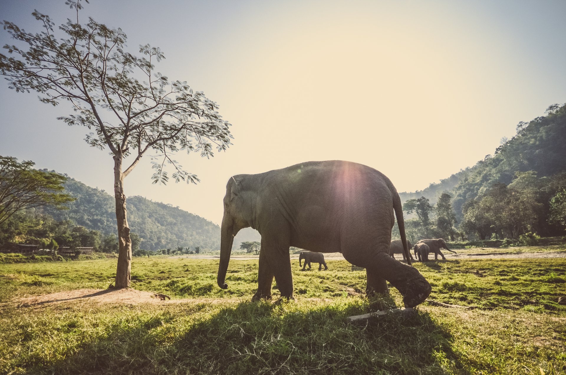 animals elephants steps grass rays a reflection tree forest