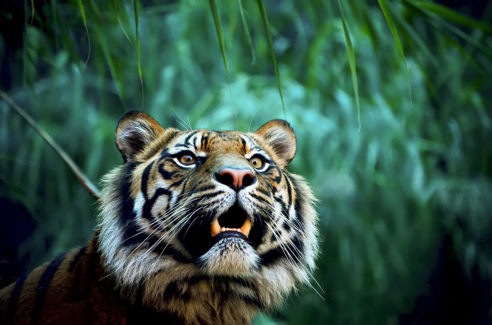 tigre fauces colmillos depredador selva