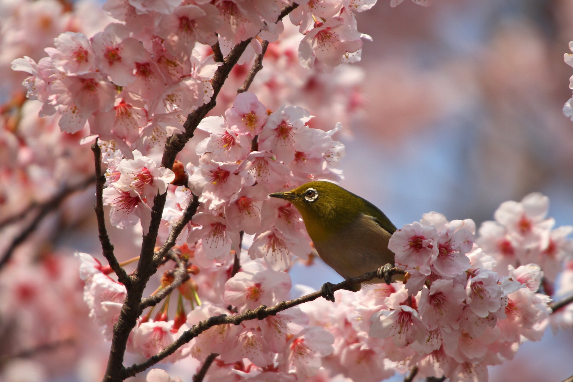 uccello primavera fiori petali sakura rami fioritura